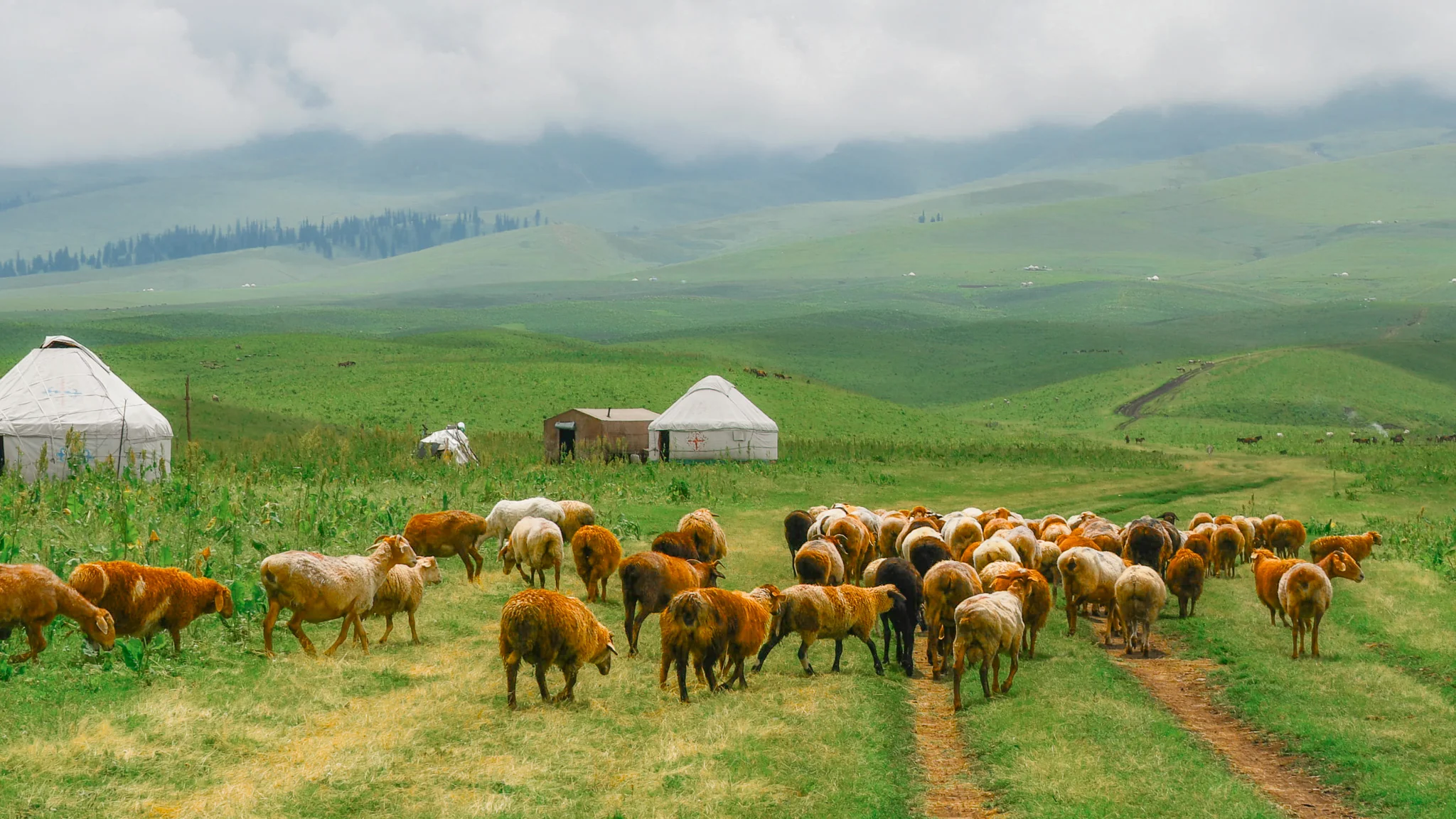 Flowing Green series, Qinying Zhou (Singapore)