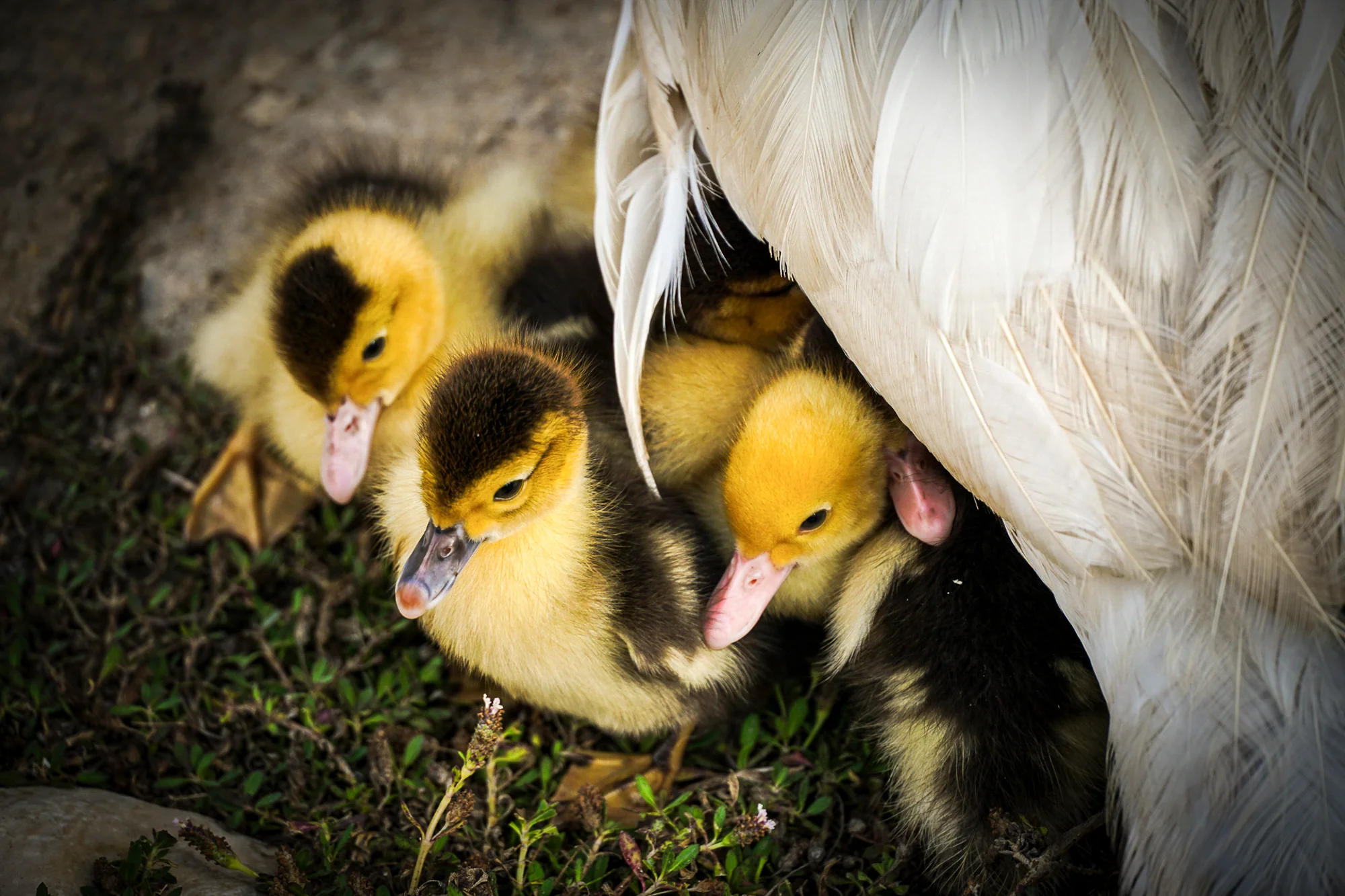 Take Me Under Your Wing, Sivan Swisa (Israel)