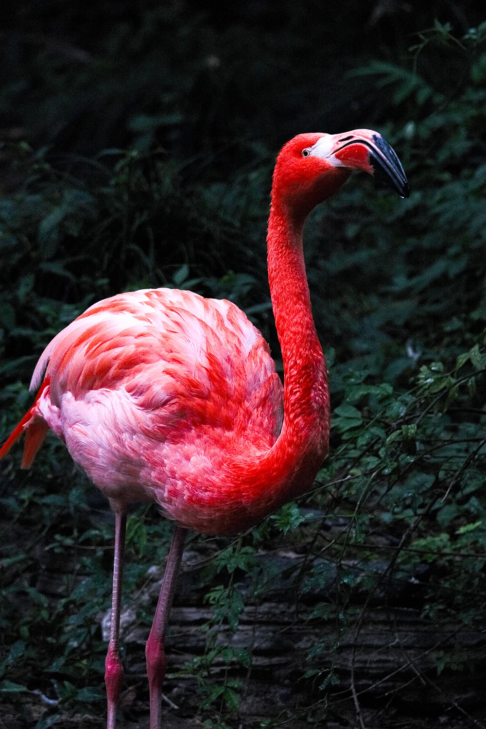 Flaming Elegance, Jiaxin Chen (UK)