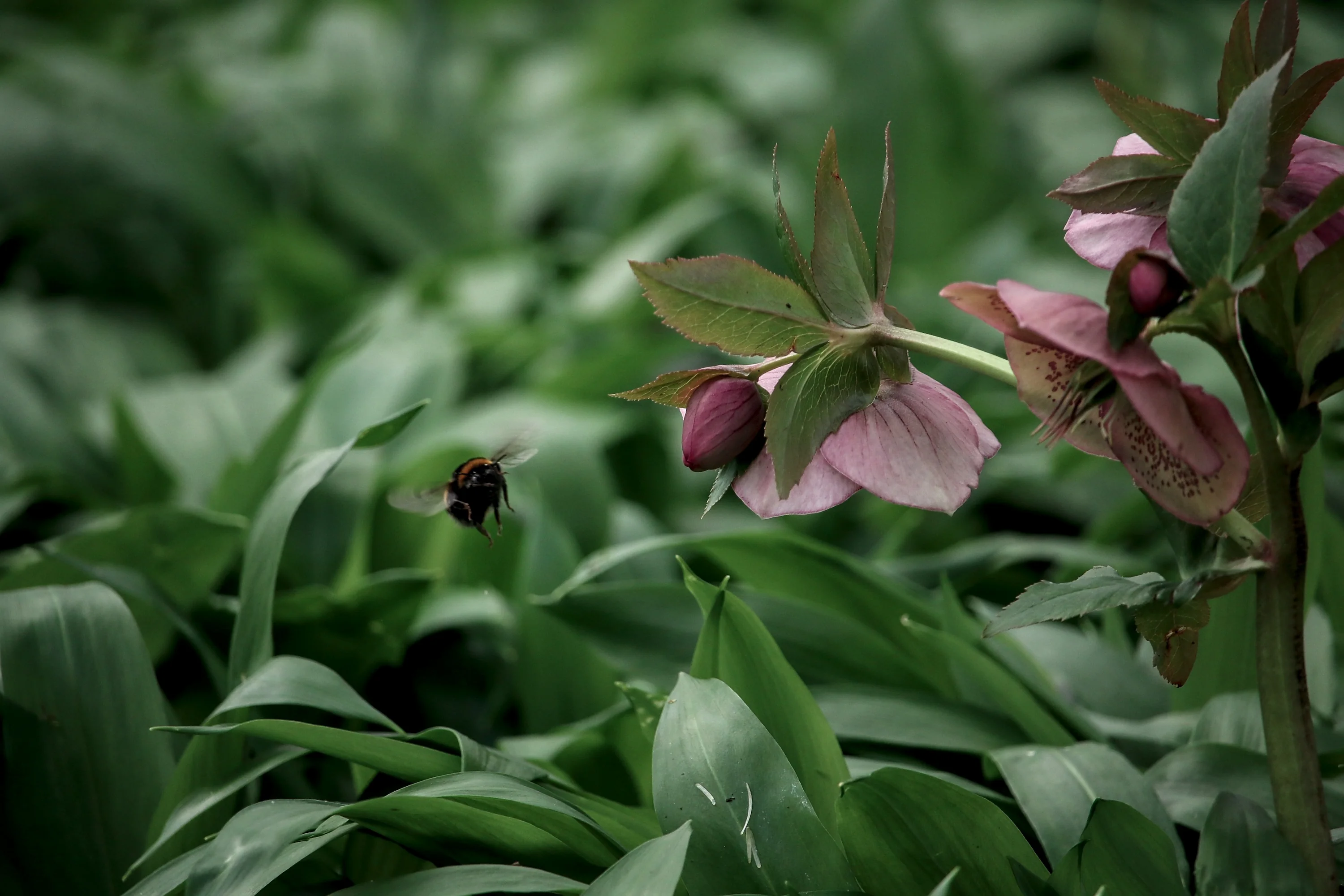 The Flight of the Bumblebee, Anna Gordenko (Russia/Germany)