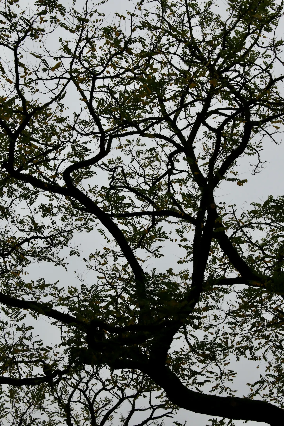 Lace, Anna Gordenko (Russia/Germany)