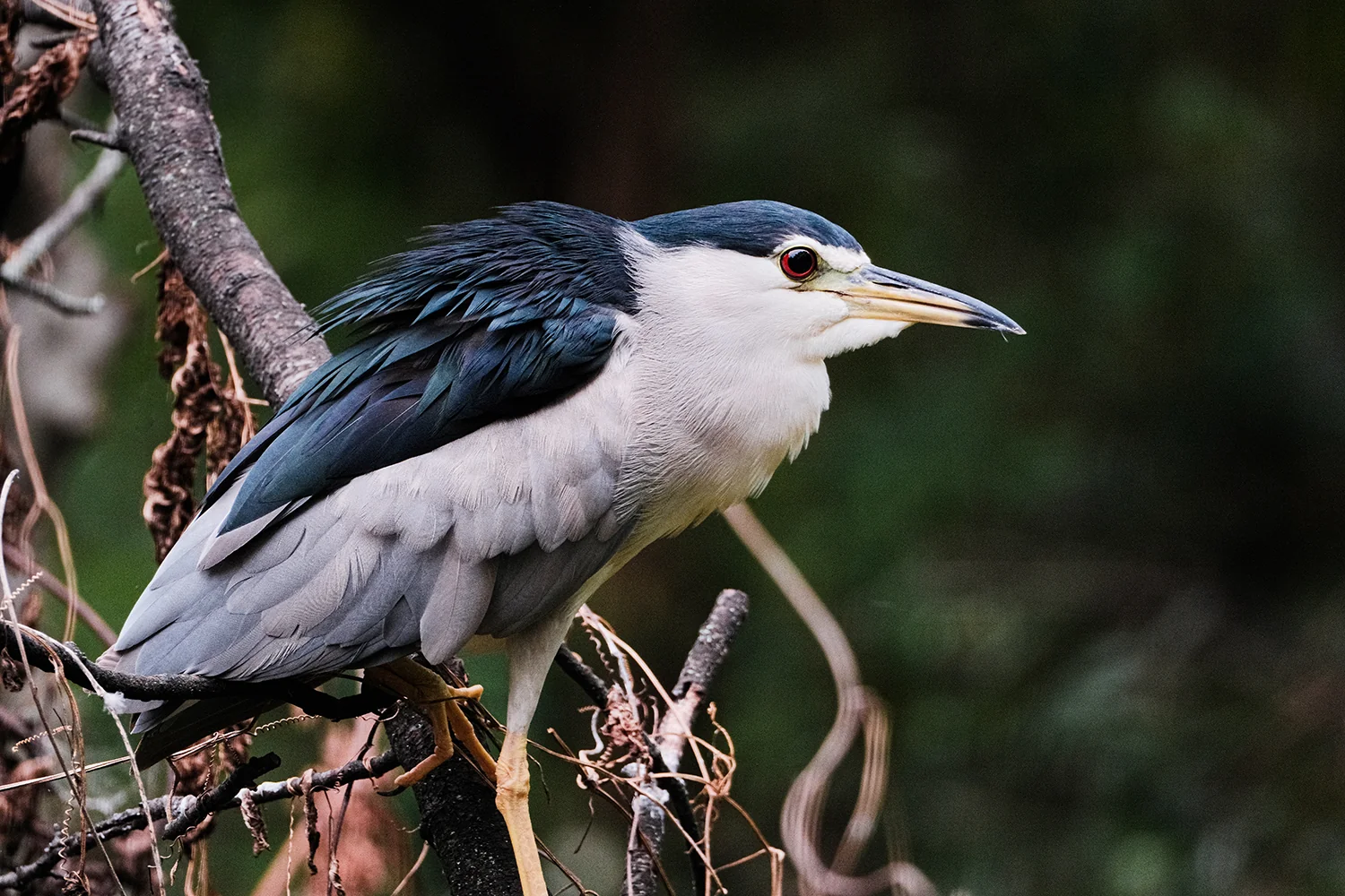 Stillness in the Branches, Jiaxin Chen (UK)