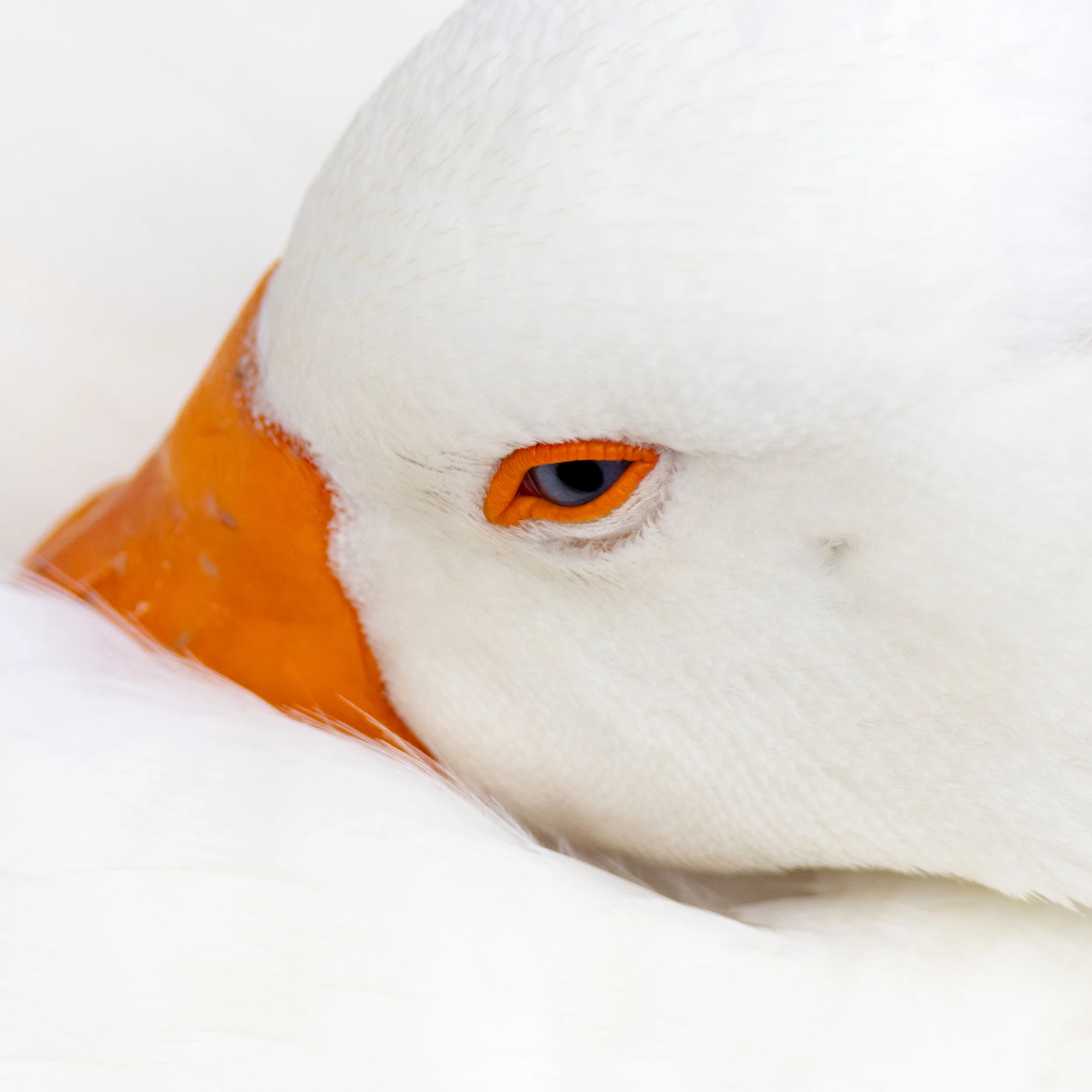 Awakening Grace, Hüseyin Gün (Turkey)