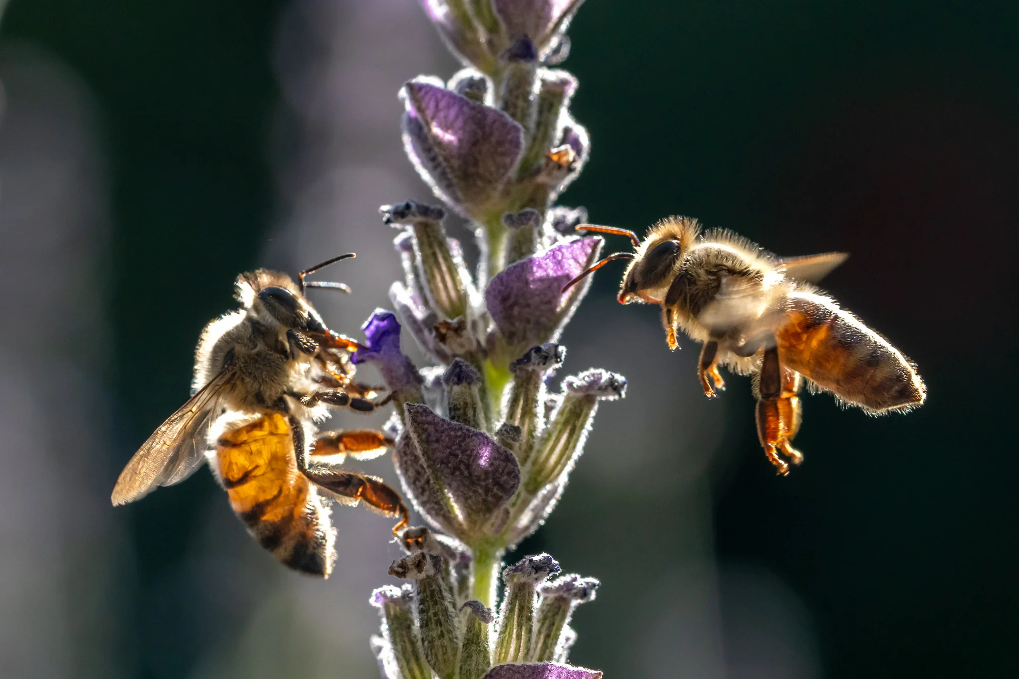 Collecting, Dan Osipov (USA)