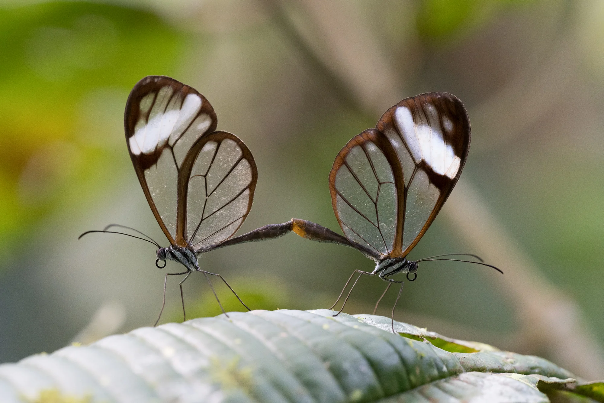 Clearwings, Dan Osipov (USA)