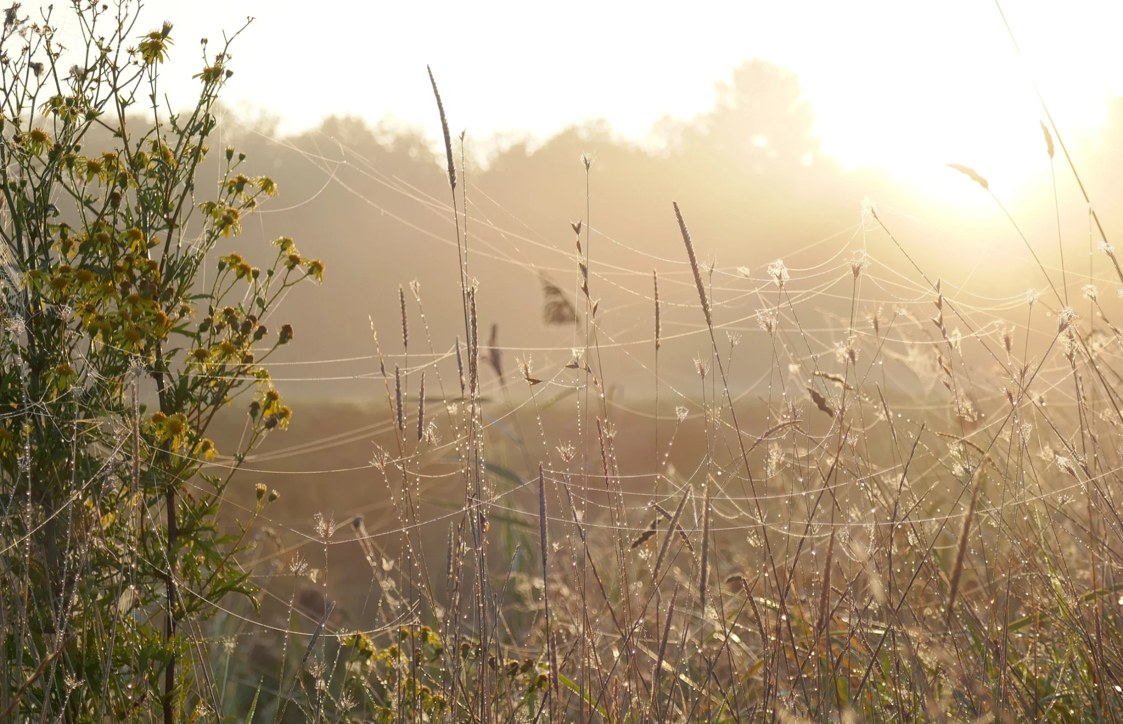 Ethereal Light, Eva Marschan-Hayes (UK)