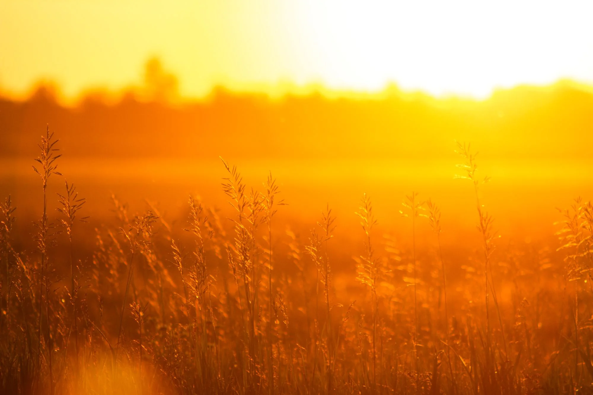 Golden Hour, Ariana Ferko (Canada)