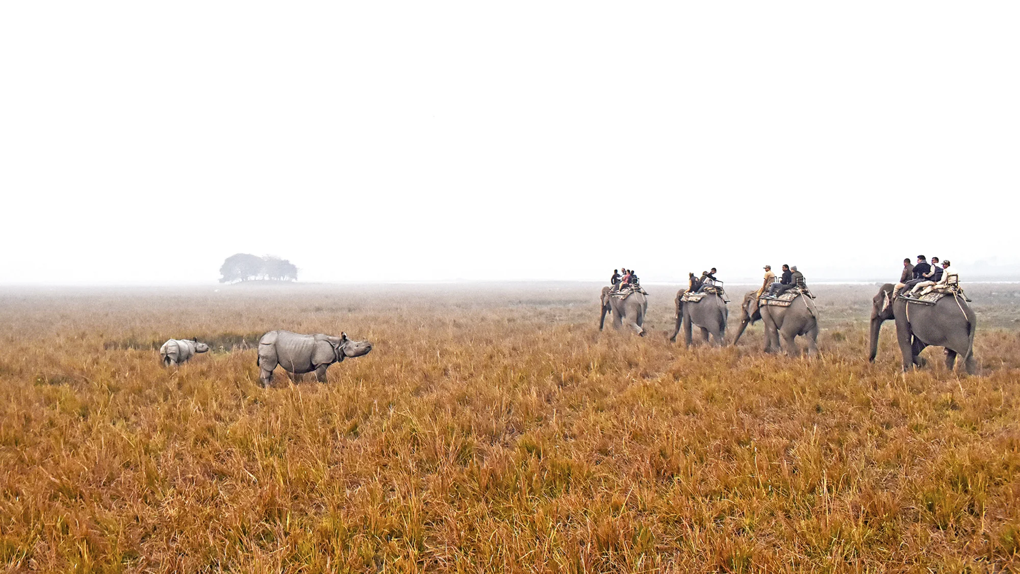 The Safari Pact, Prateek Agarwal (India)