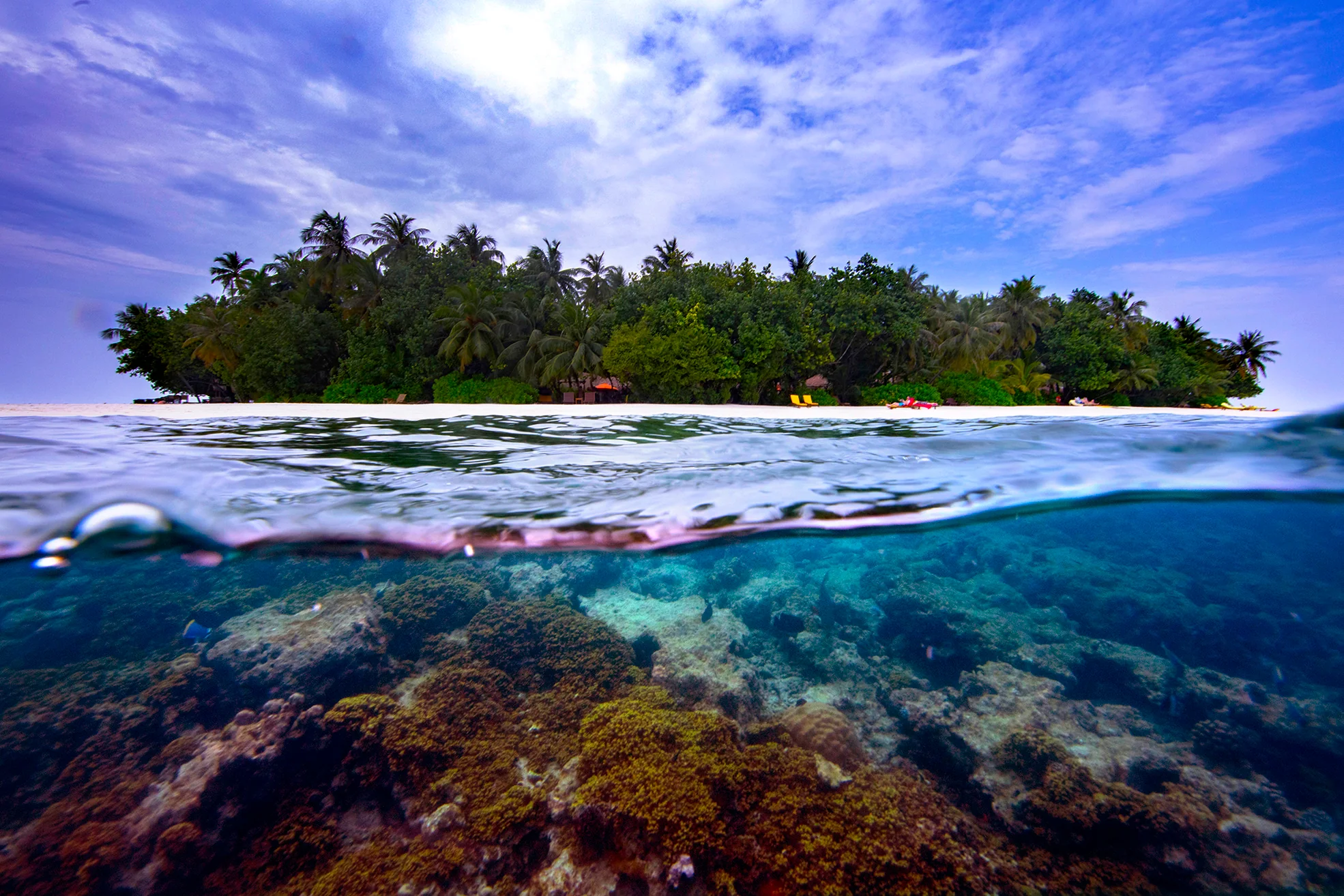 Forest Above and Below, Lucy Ray (UK)