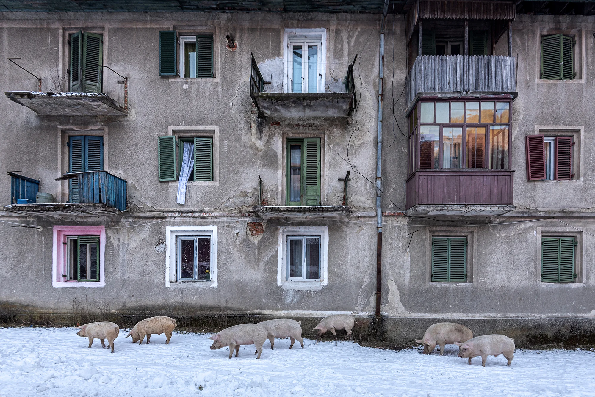Urban Pasture, Marian Plaino (Romania)