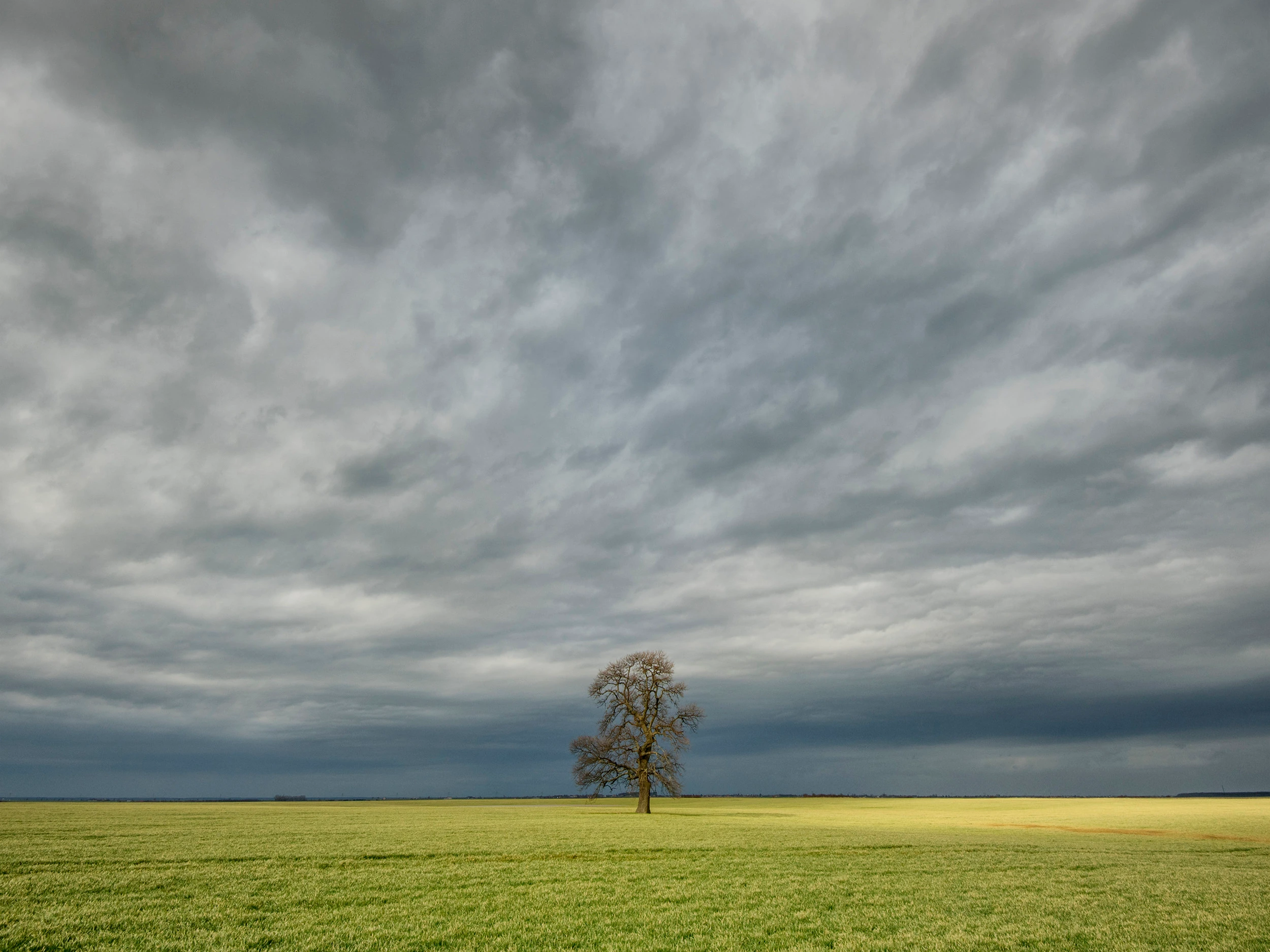 Following a Tree exhibition, Marian Plaino (Romania)