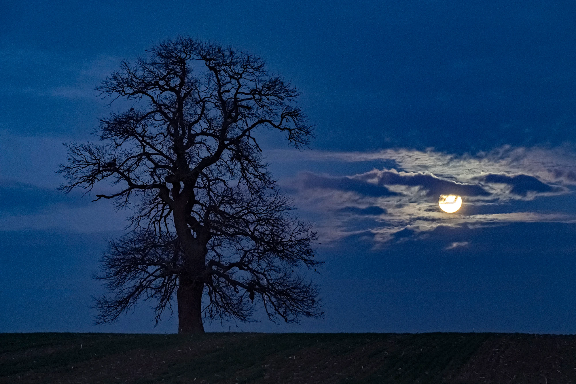 Following a Tree exhibition, Marian Plaino (Romania)