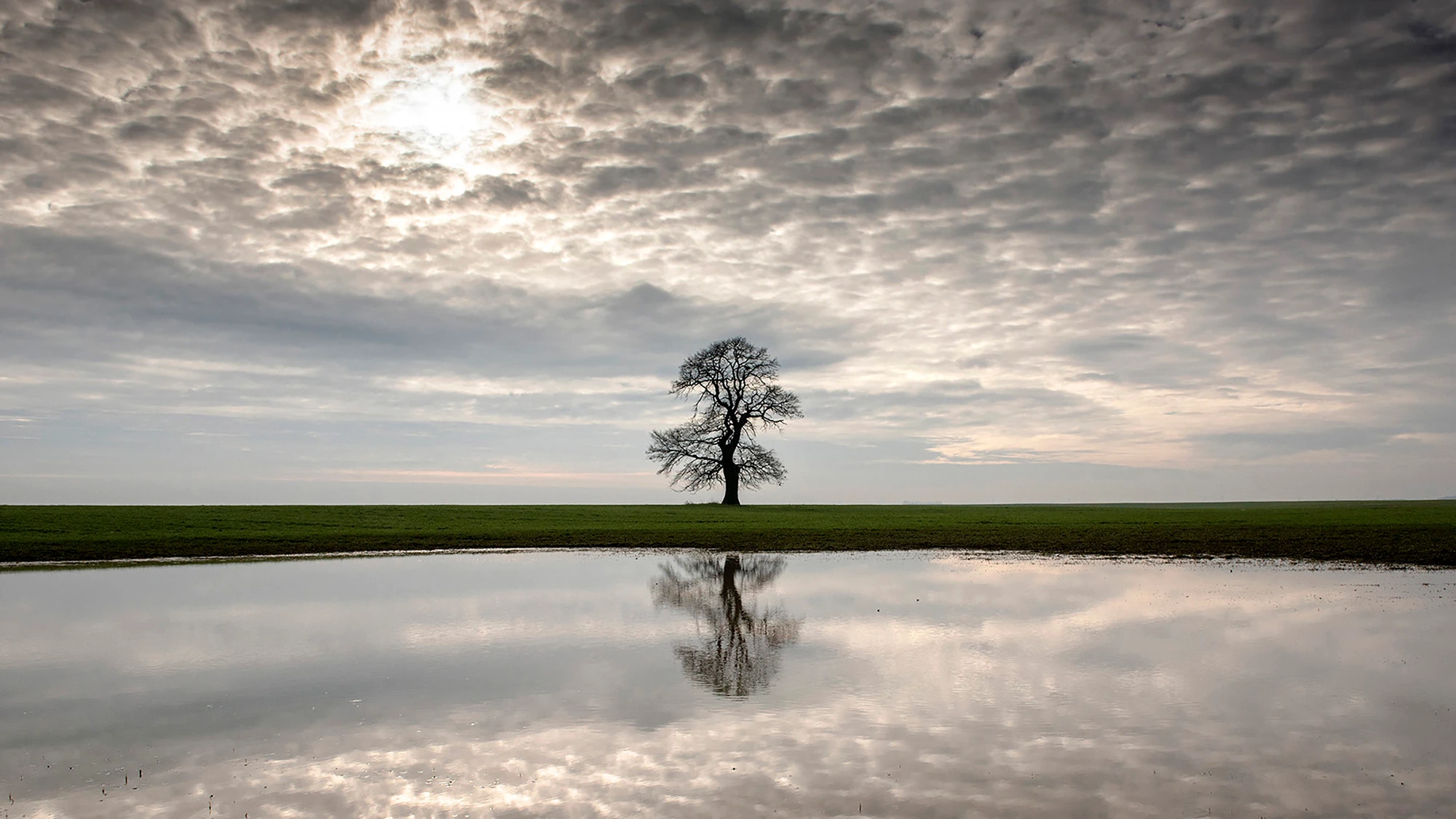 Following a Tree exhibition, Marian Plaino (Romania)
