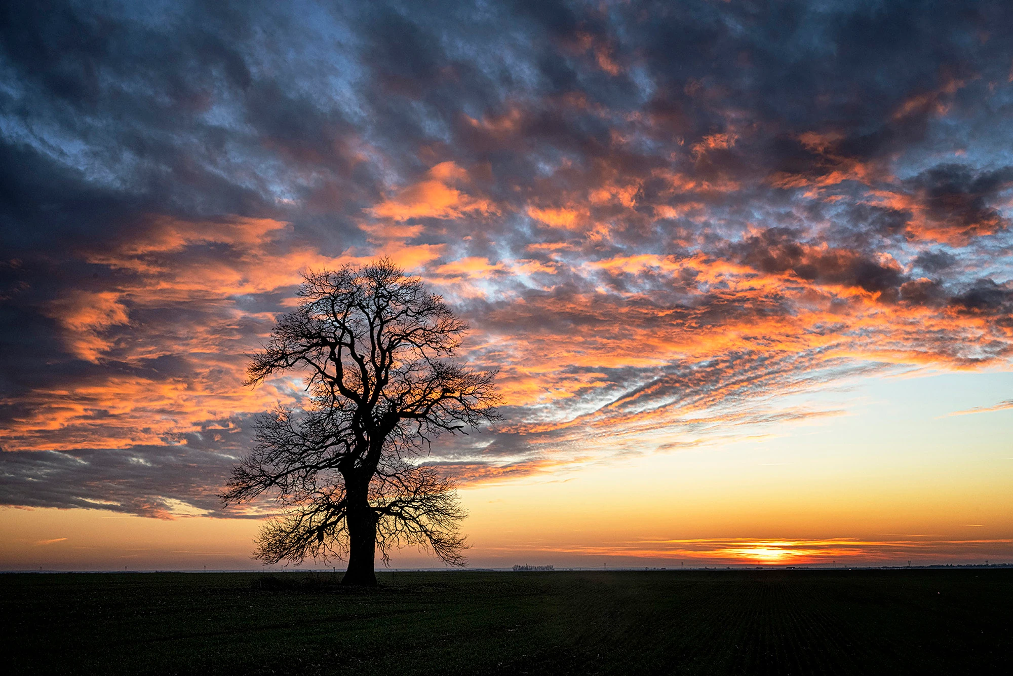 Following a Tree exhibition, Marian Plaino (Romania)