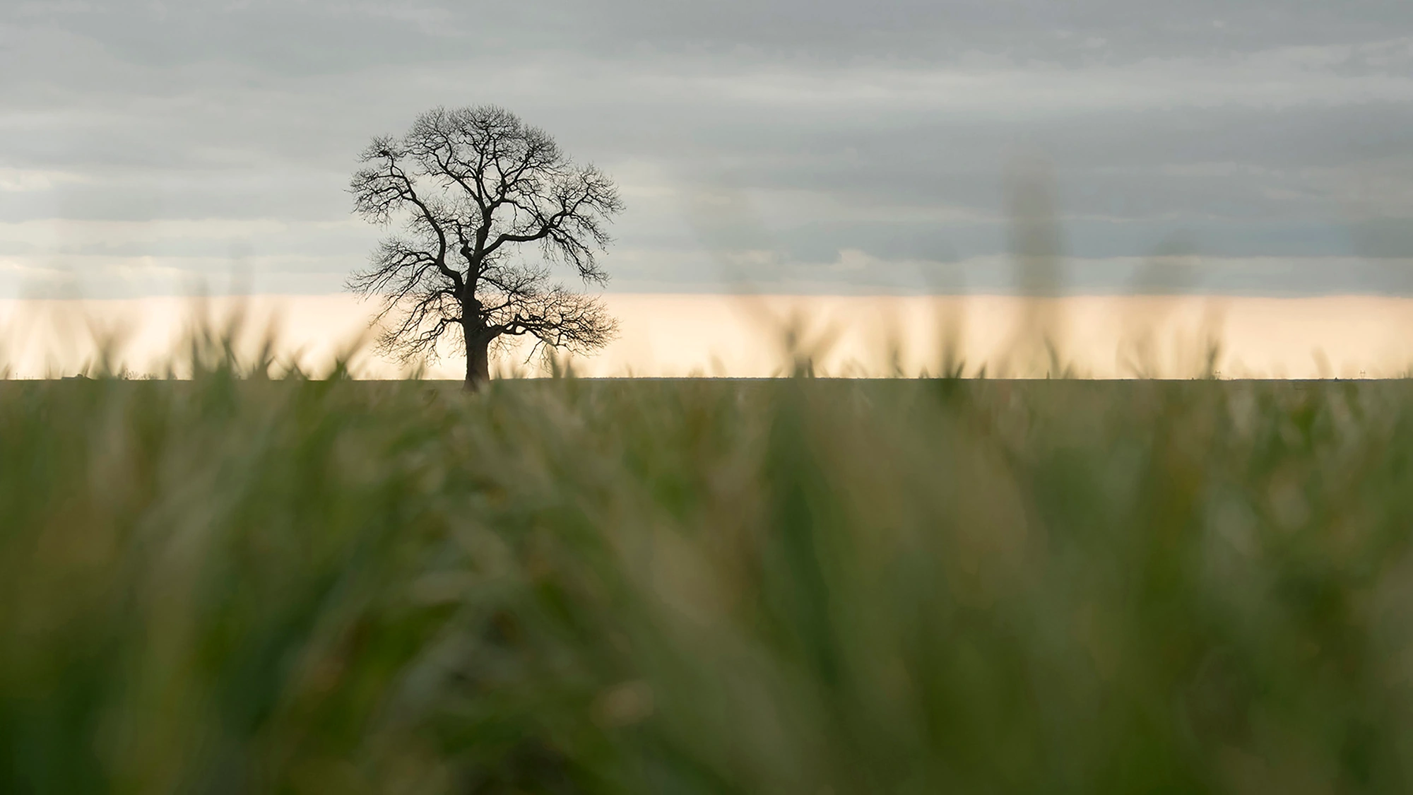 Following a Tree exhibition, Marian Plaino (Romania)