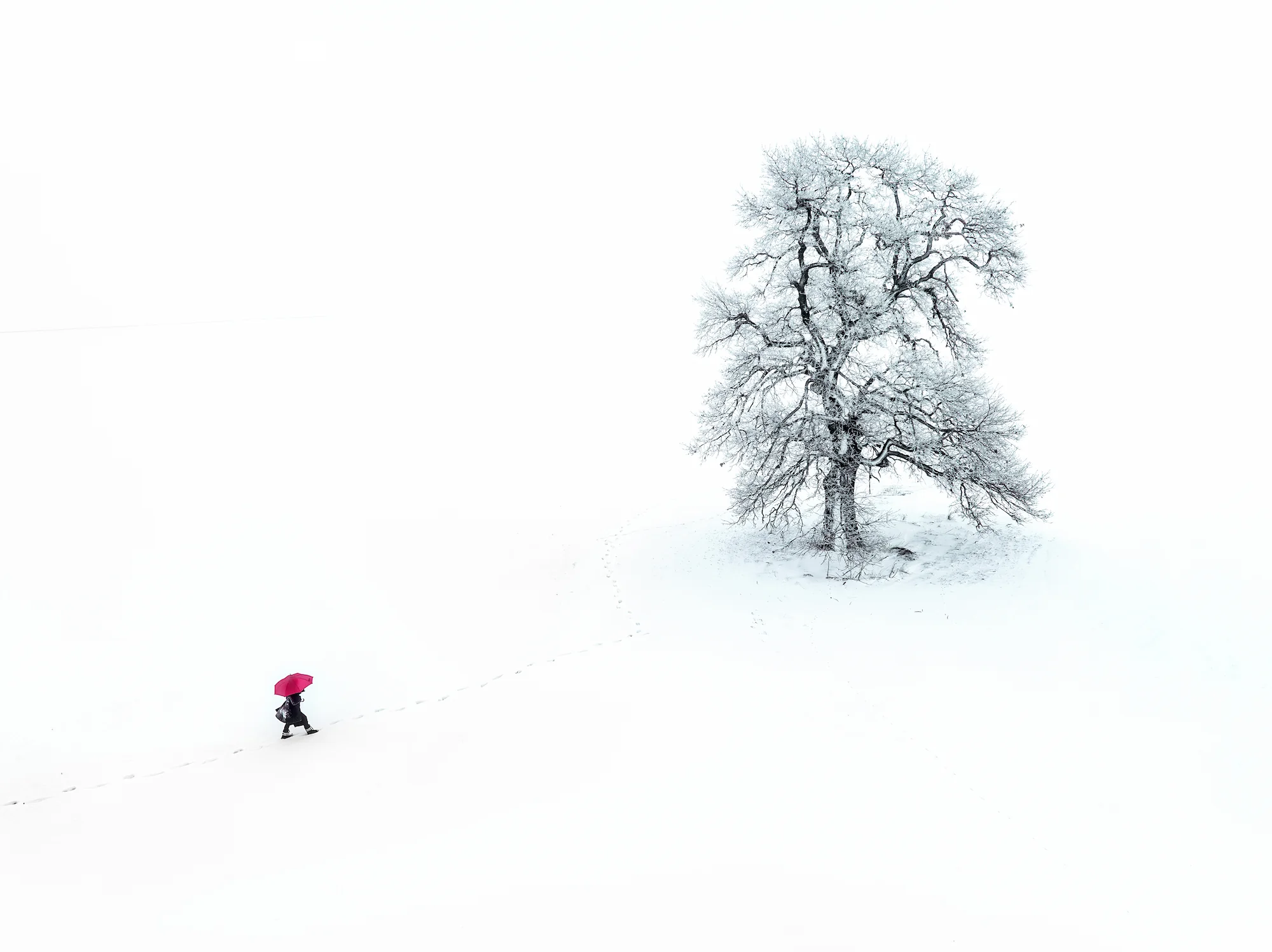Following a Tree exhibition, Marian Plaino (Romania)