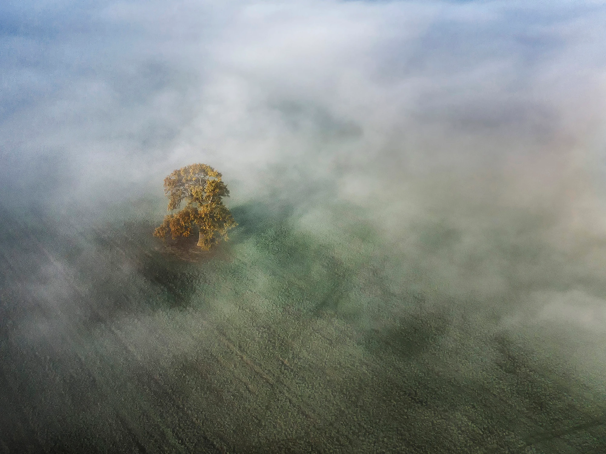 Following a Tree exhibition, Marian Plaino (Romania)
