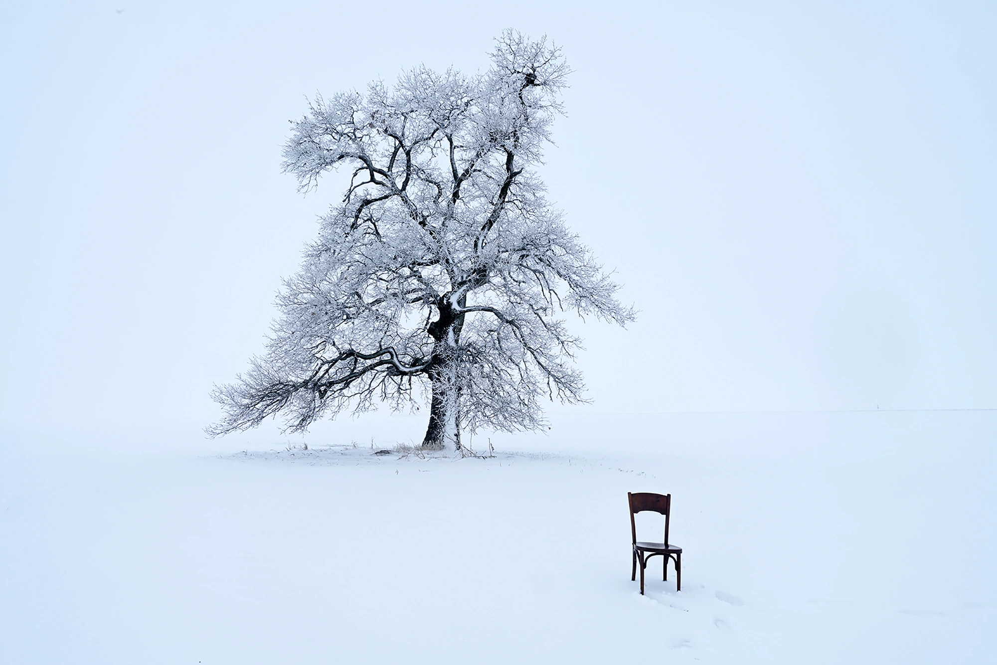 Following a Tree exhibition, Marian Plaino (Romania)