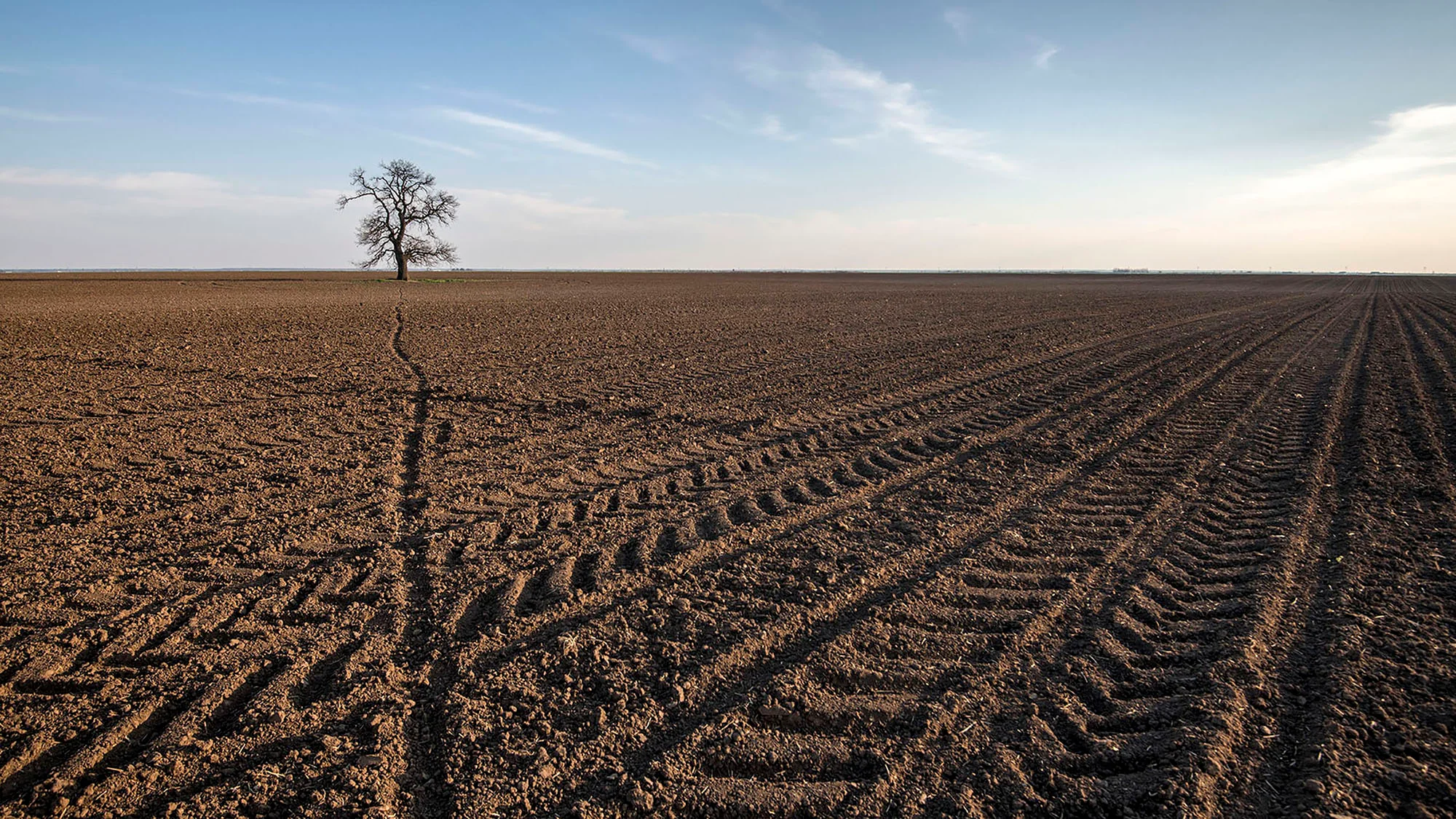 Following a Tree exhibition, Marian Plaino (Romania)