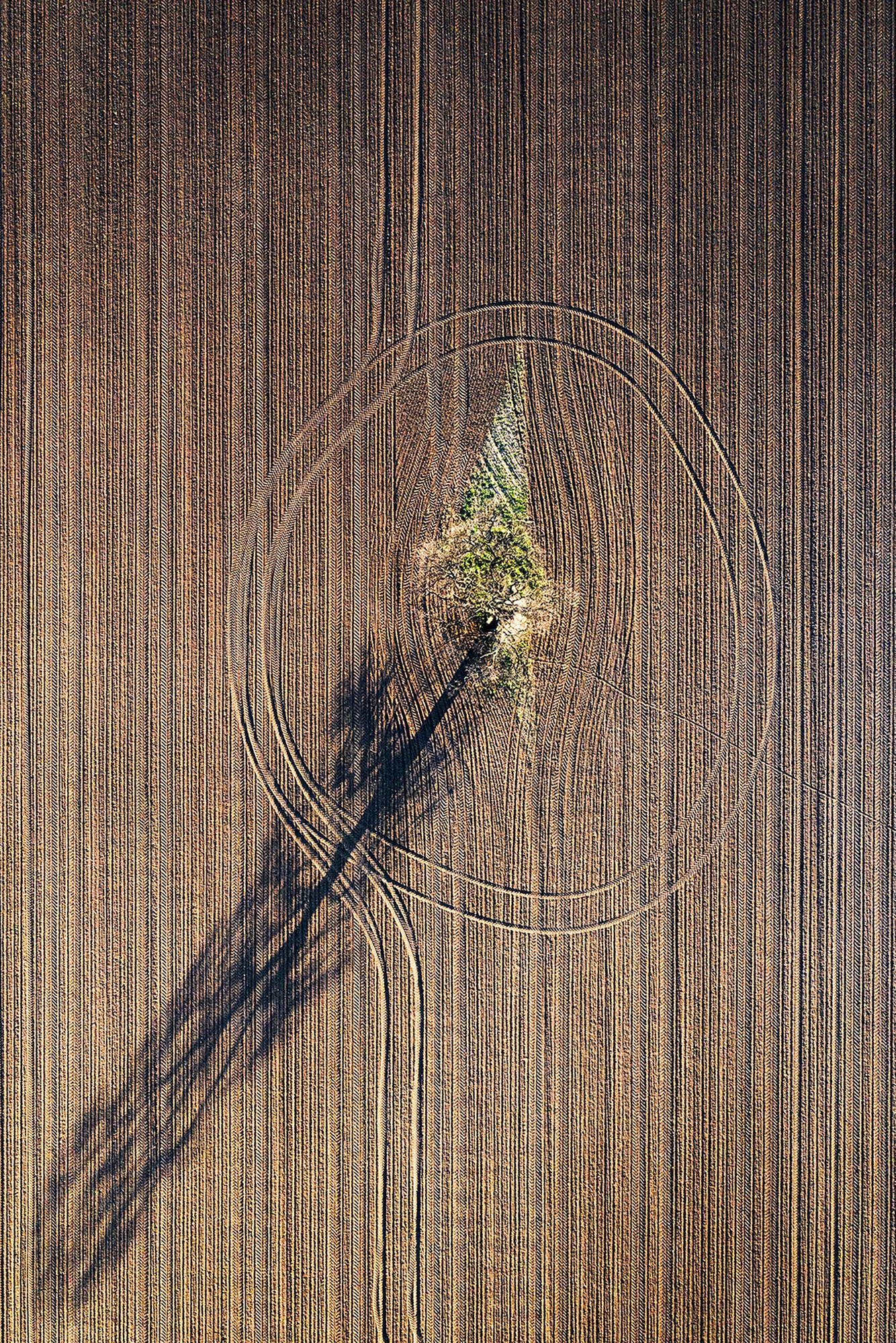 Following a Tree exhibition, Marian Plaino (Romania)