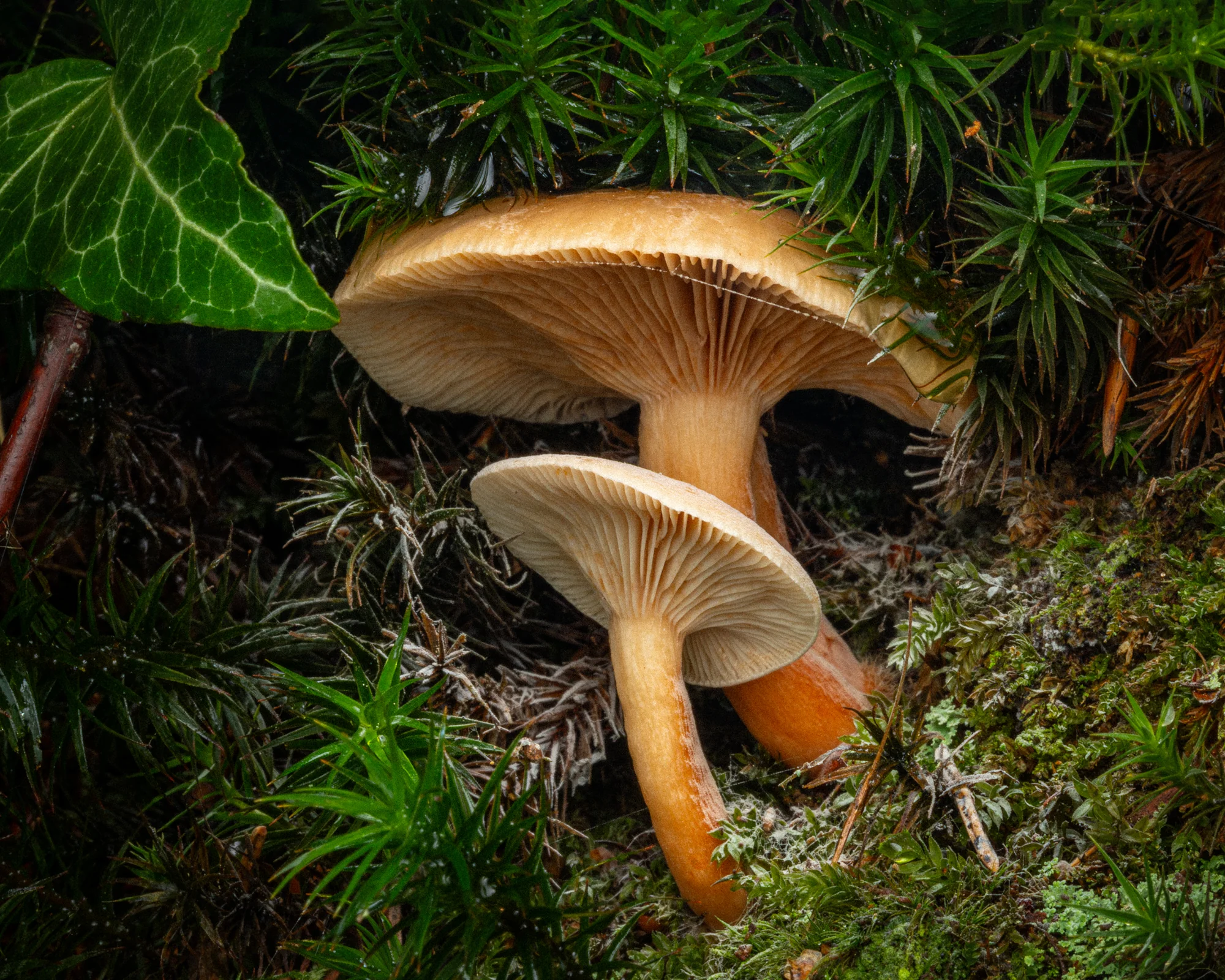 Fungi, Michael Schwab (Austria)