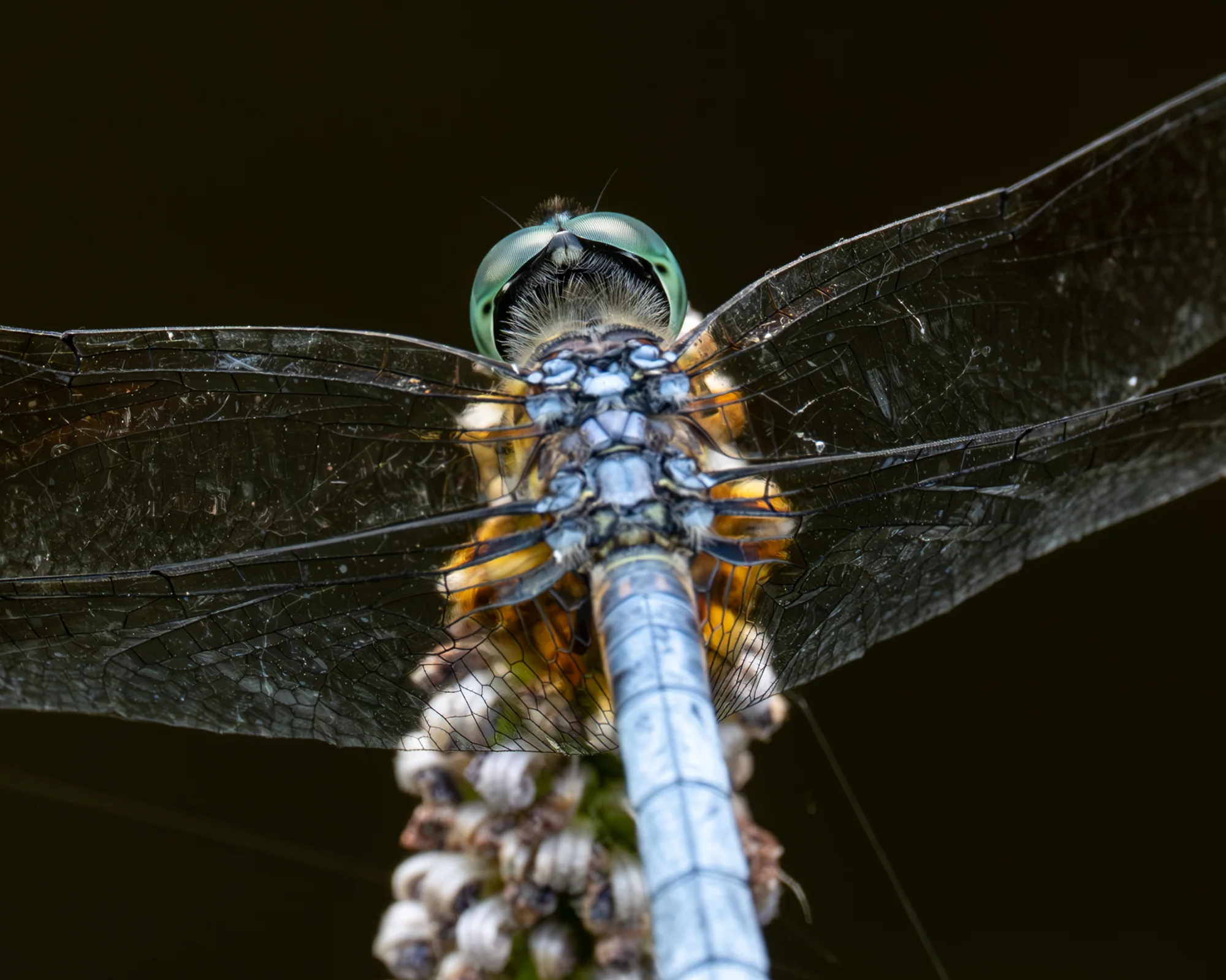 Dragonfly, David Cook (USA)