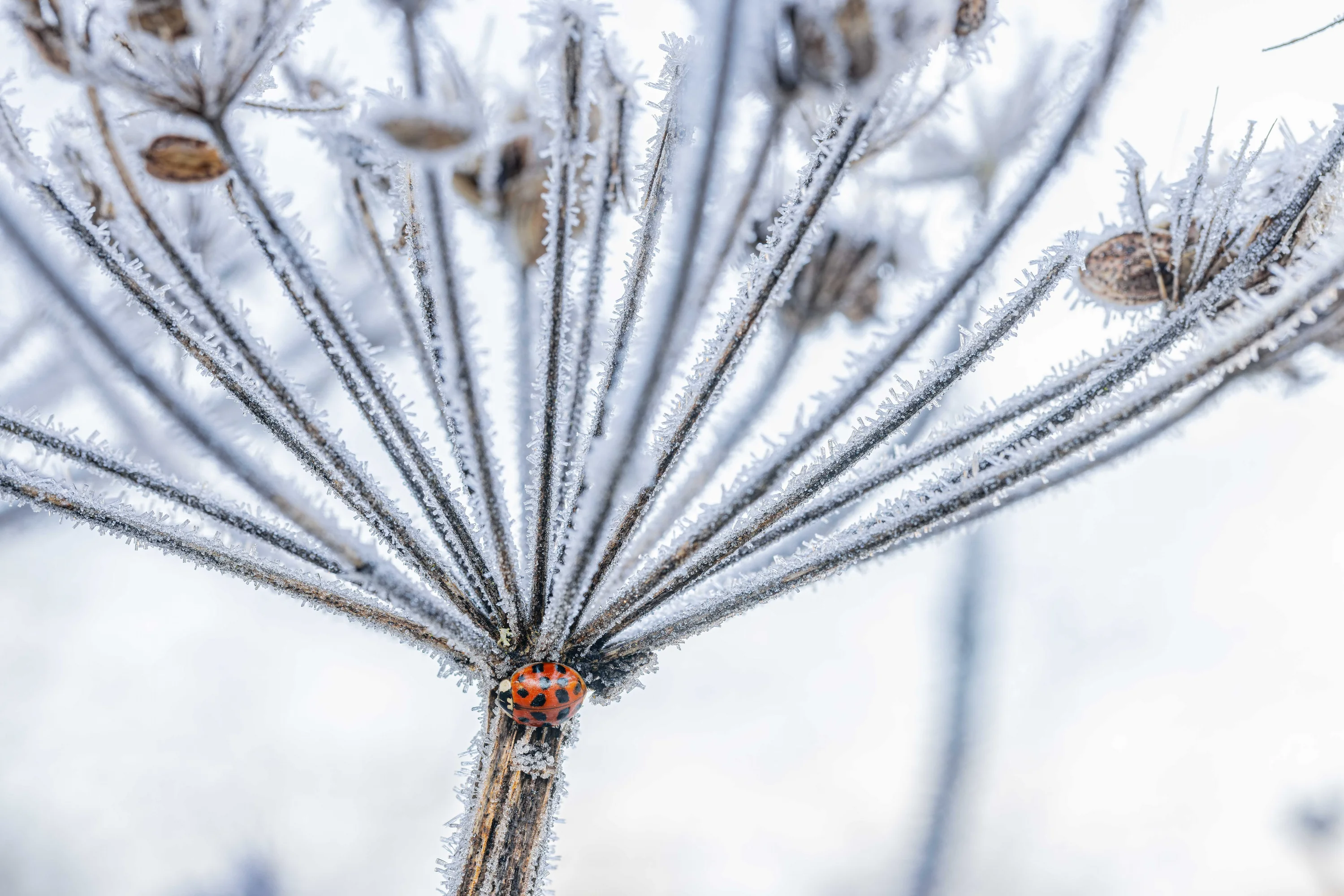 Iced Ladybird, Hans Christian Heap (UK)