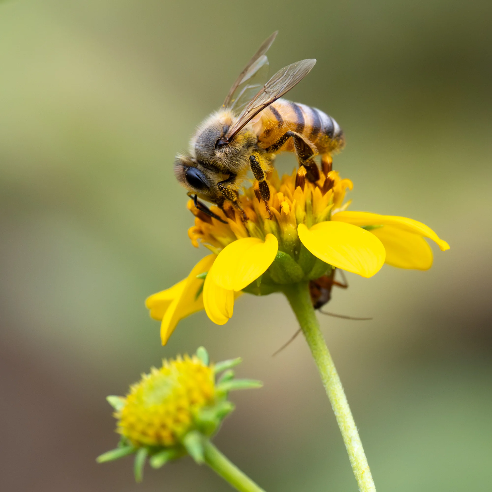 Apis Mellifera, David Cook (USA)