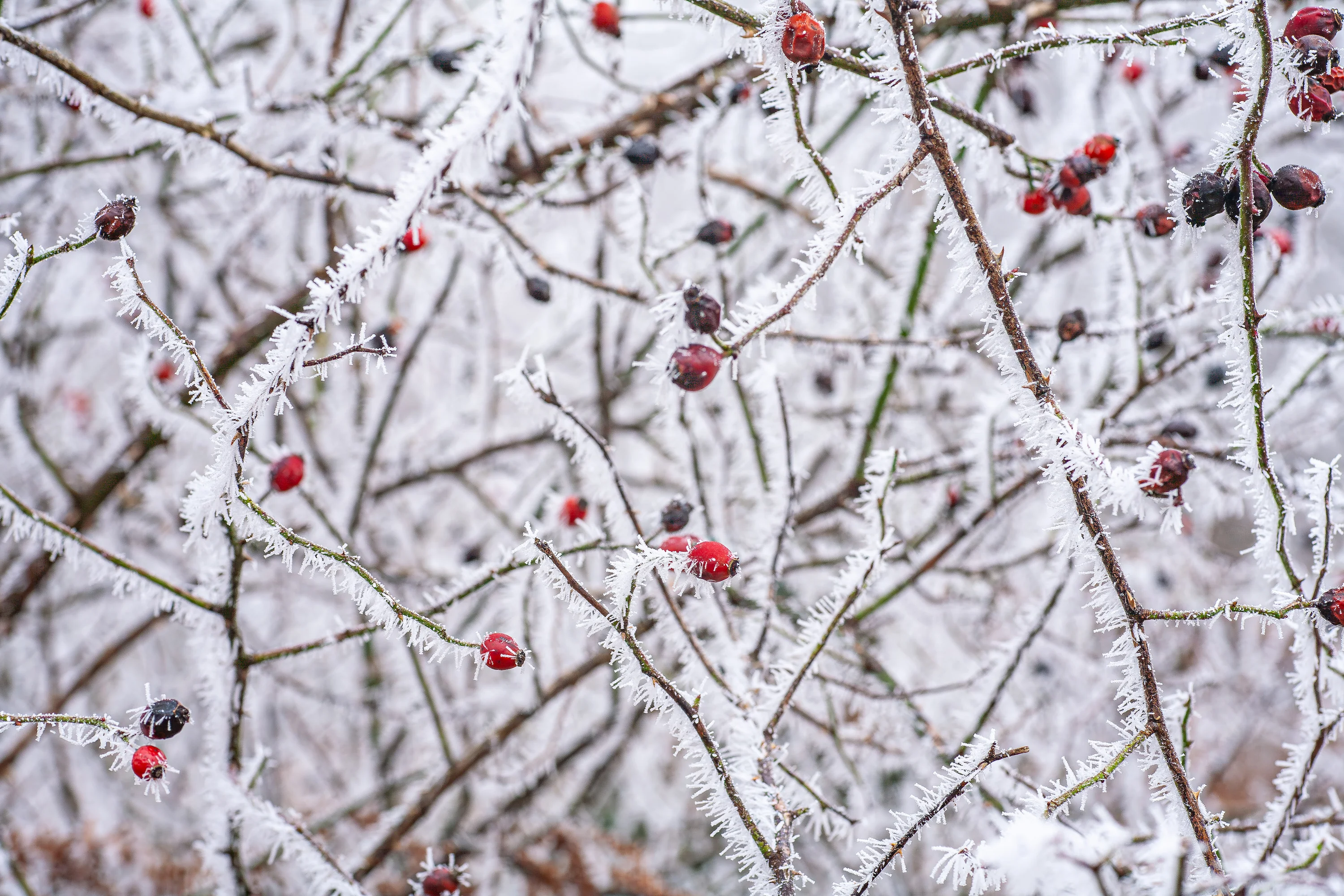 Frozen rosehips, Hans Christian Heap (UK)