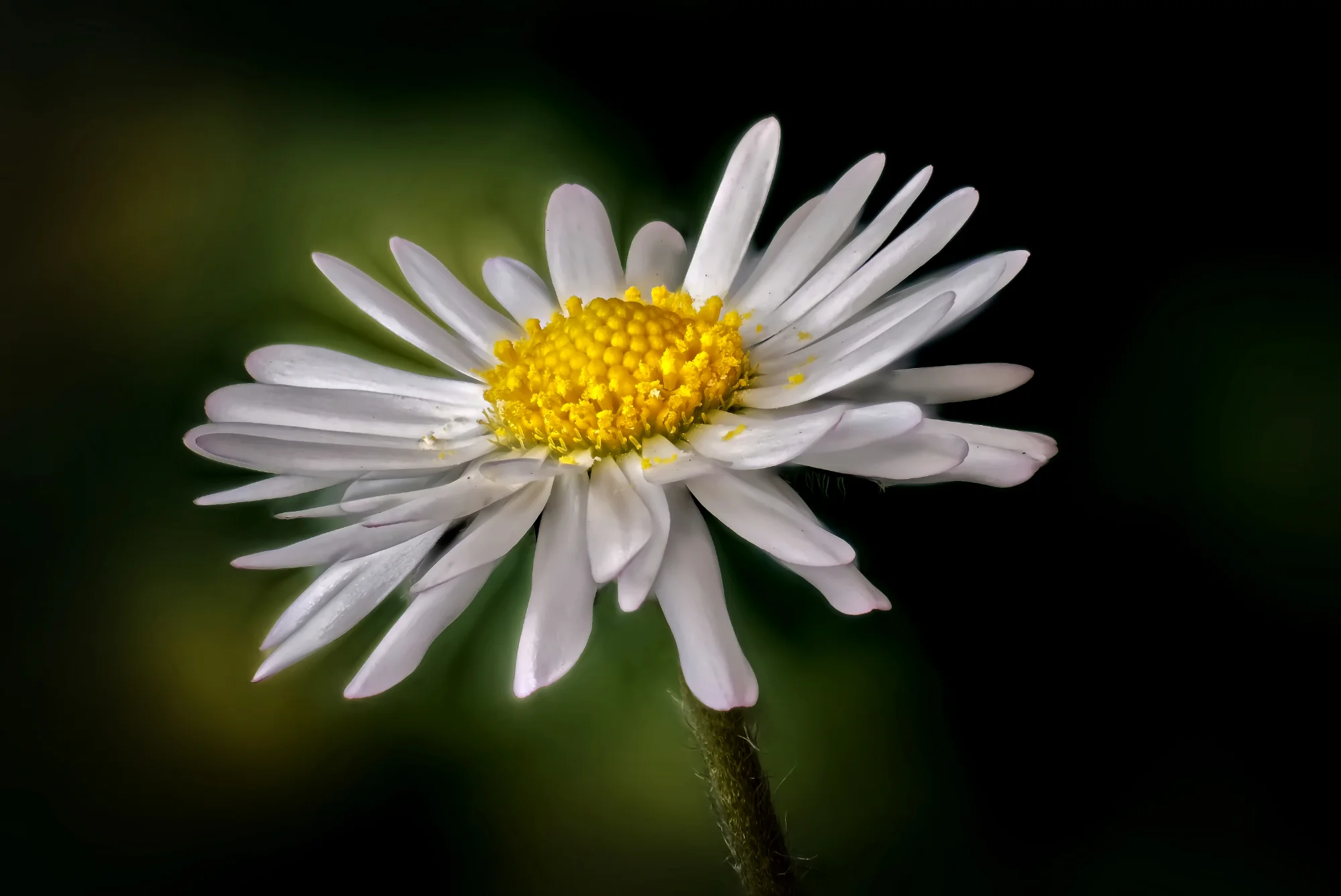 Dawn Daisy, Gordon Jenkinson (Scotland, UK)