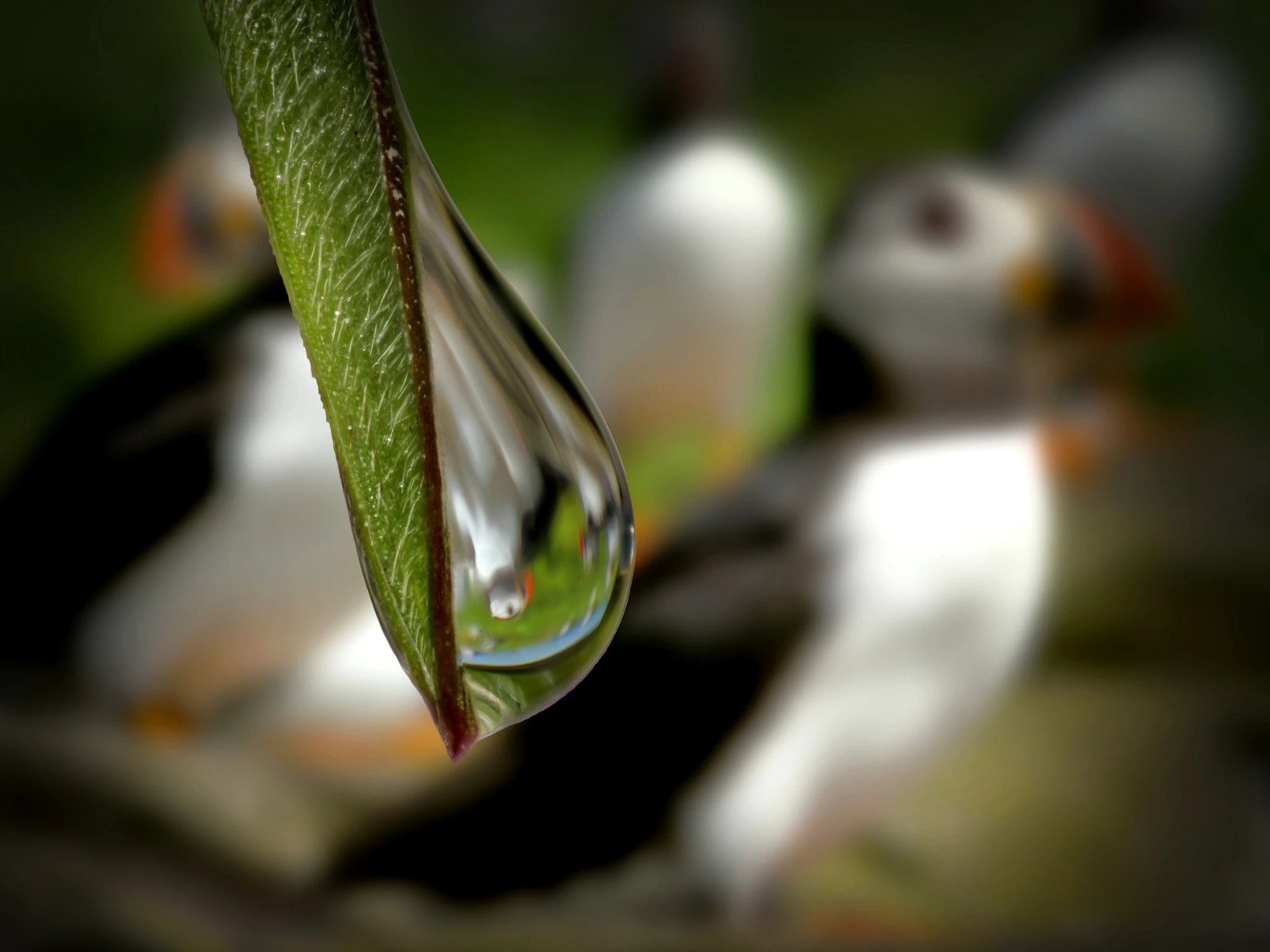 Farne Island Puffins, Gordon Jenkinson (Scotland, UK)