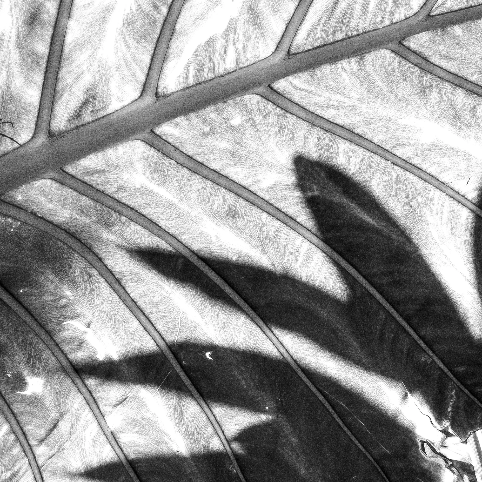 Veined Shadow, Marcel van Beek (Germany)