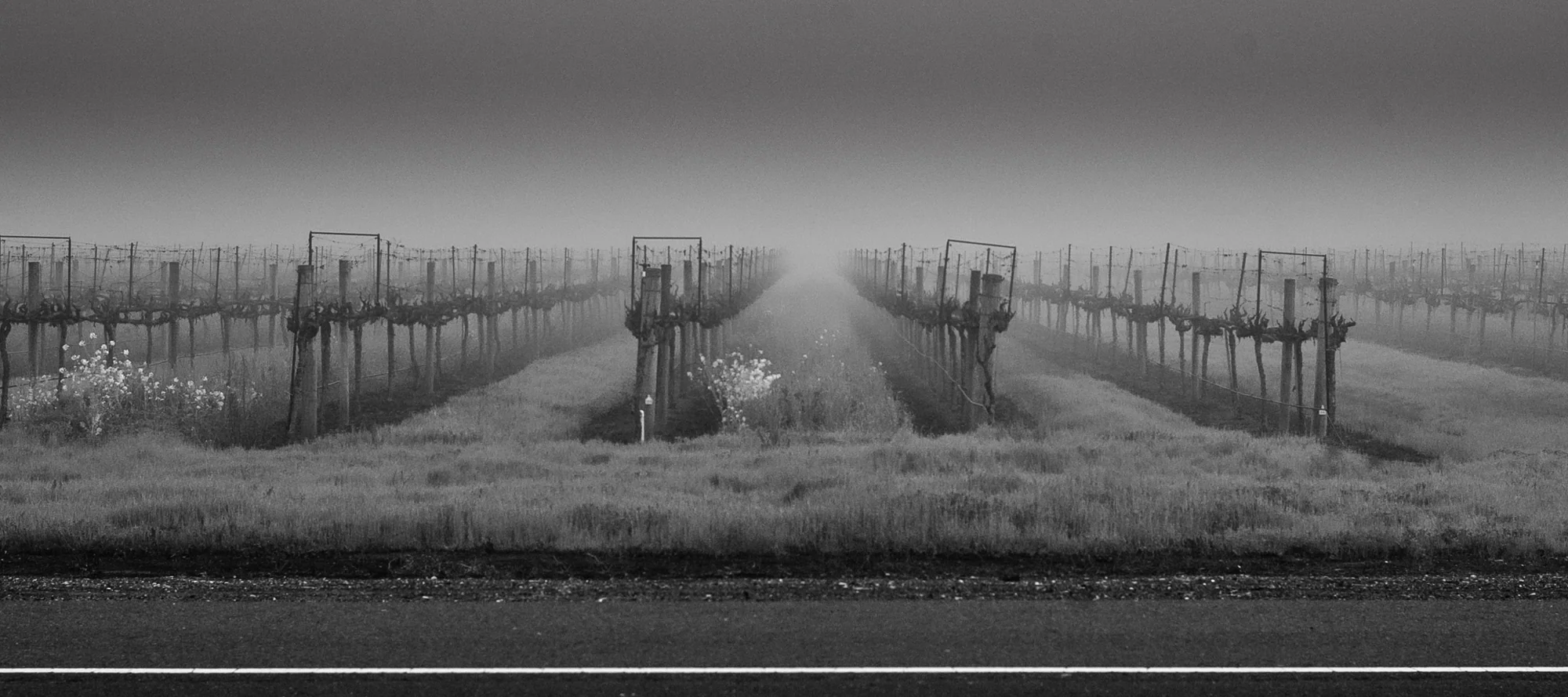 Vineyard Sunrise, Kip Harris (Canada)