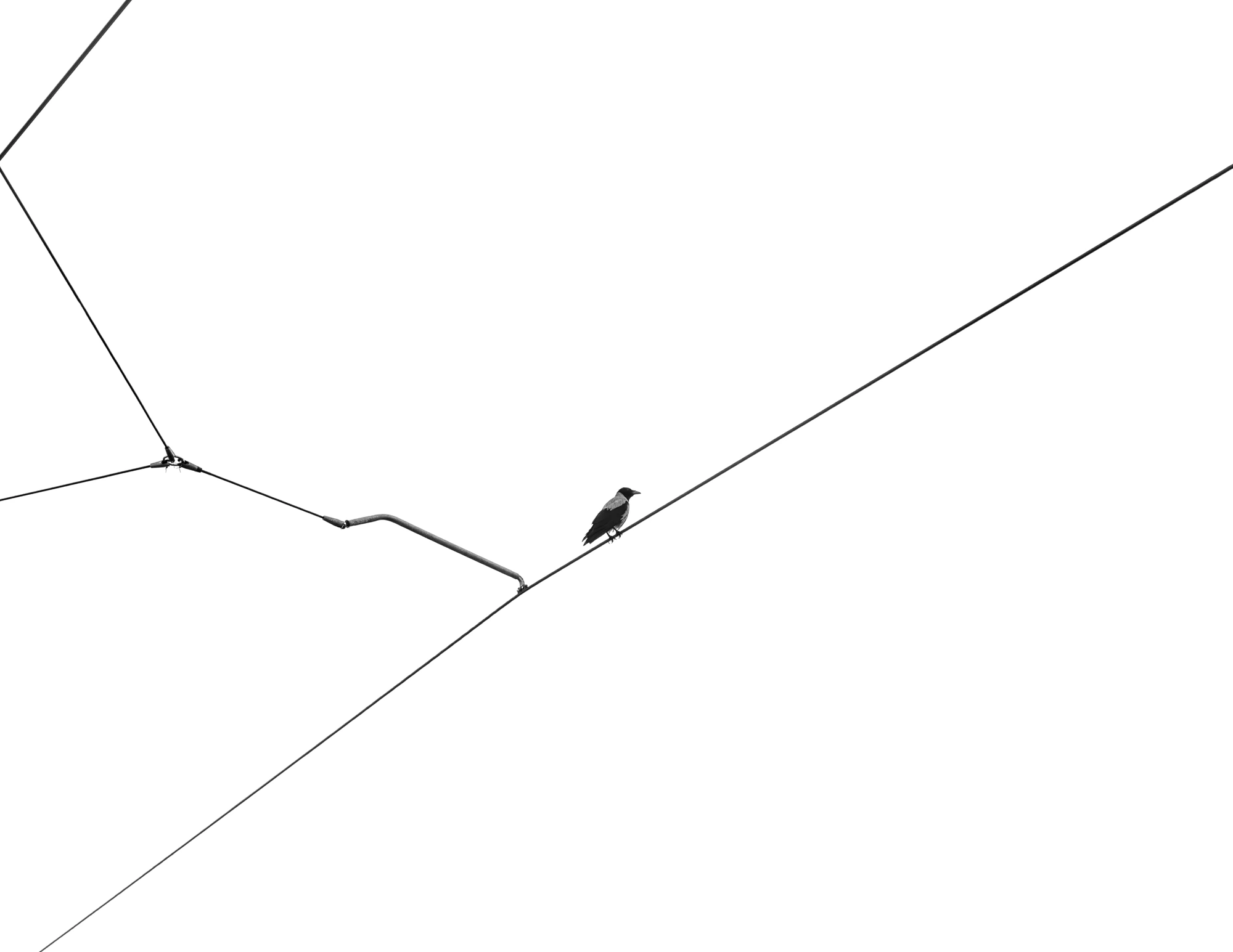 Wires of Solitude, Sivan Swisa (Israel)