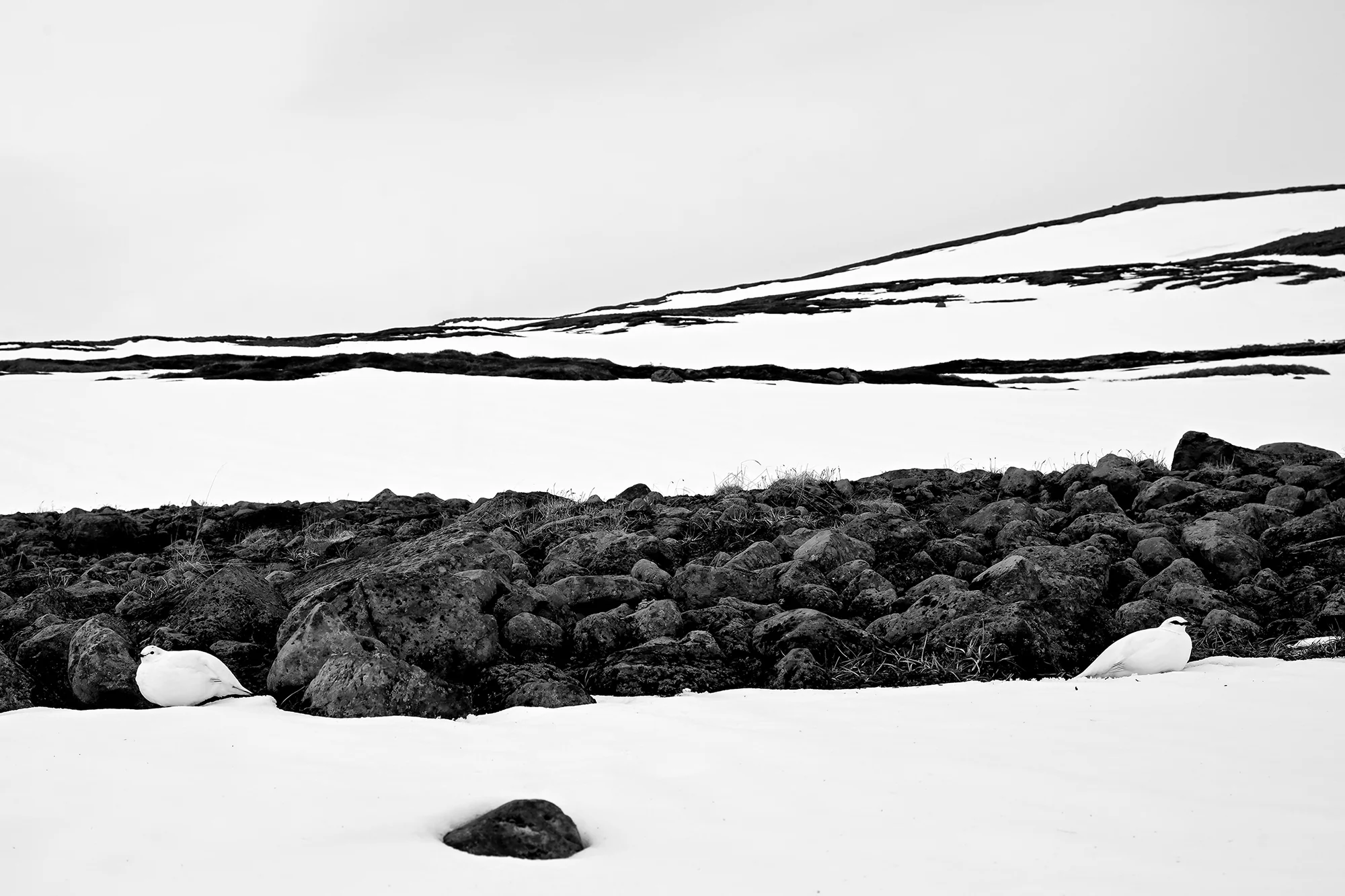 Distanced, Seppo Tuomaala (Finland)