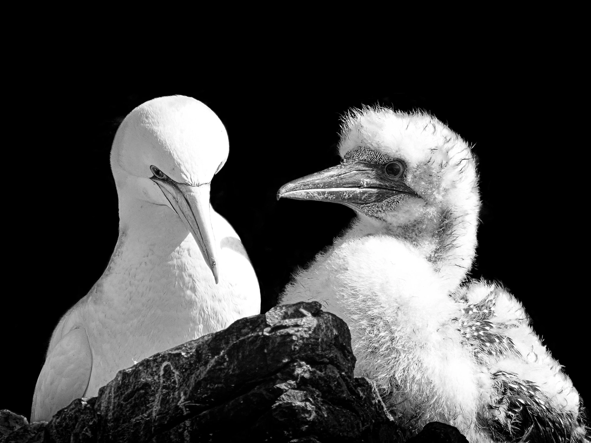 Gannet Study, Gordon Jenkinson (Scotland, UK)
