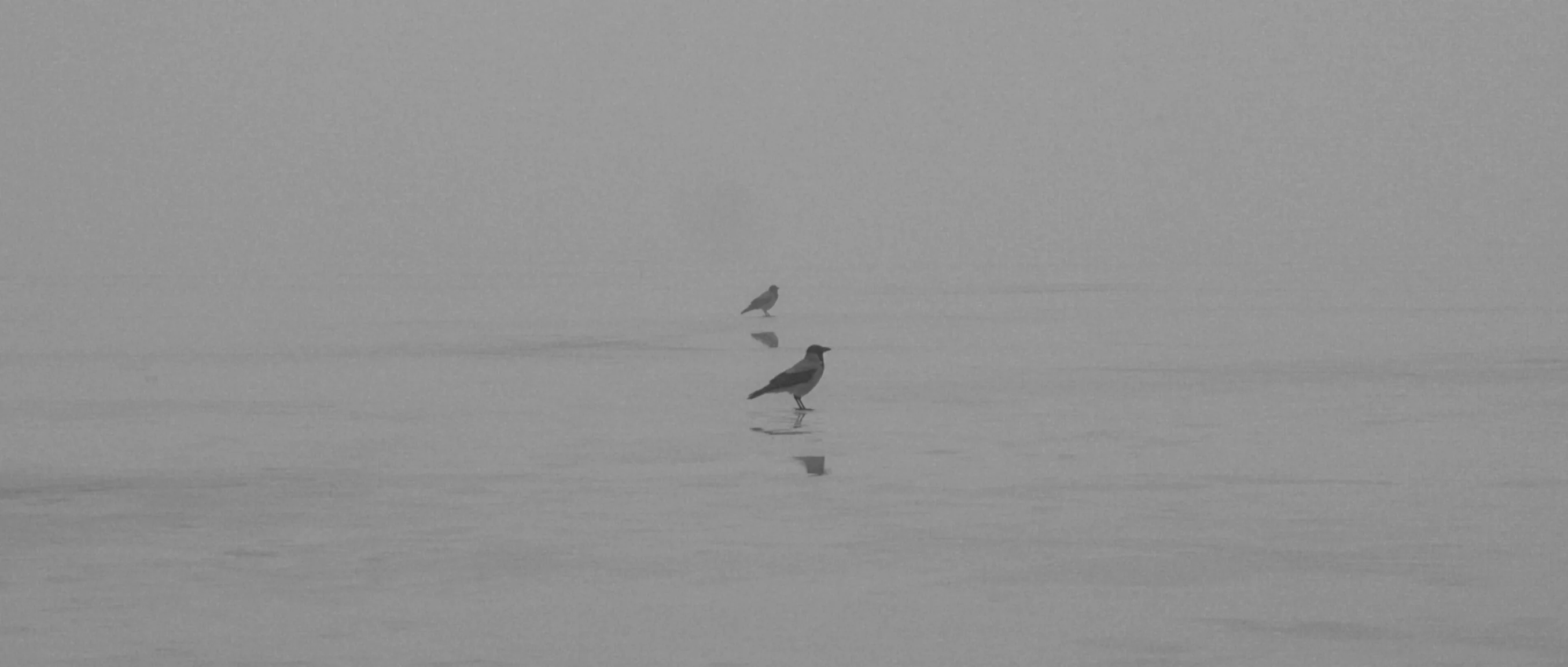 Untitled, Zichen Lan (China)
