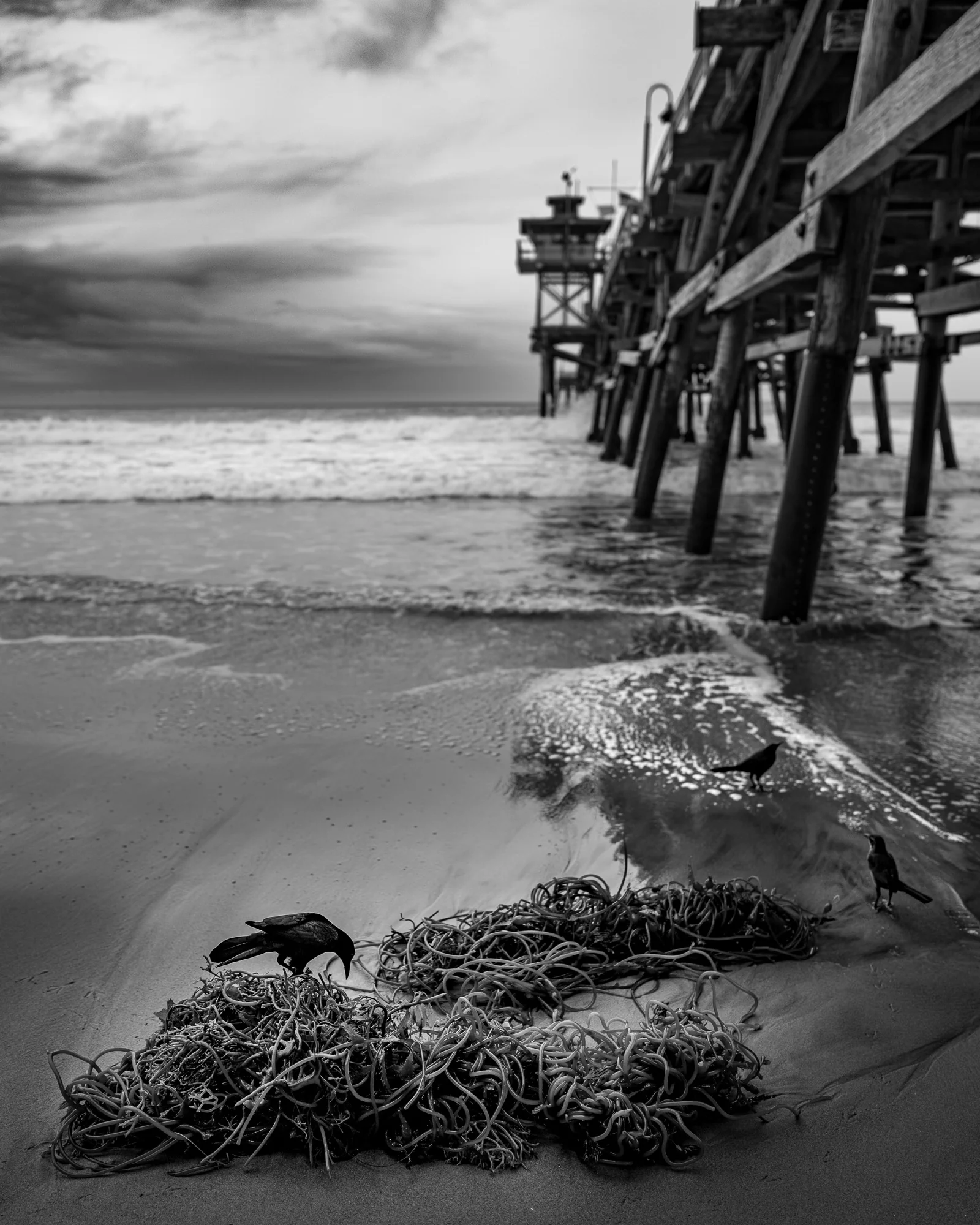 Kelp & 3 Birds, San Clemente Pier, Ray Weston (USA)