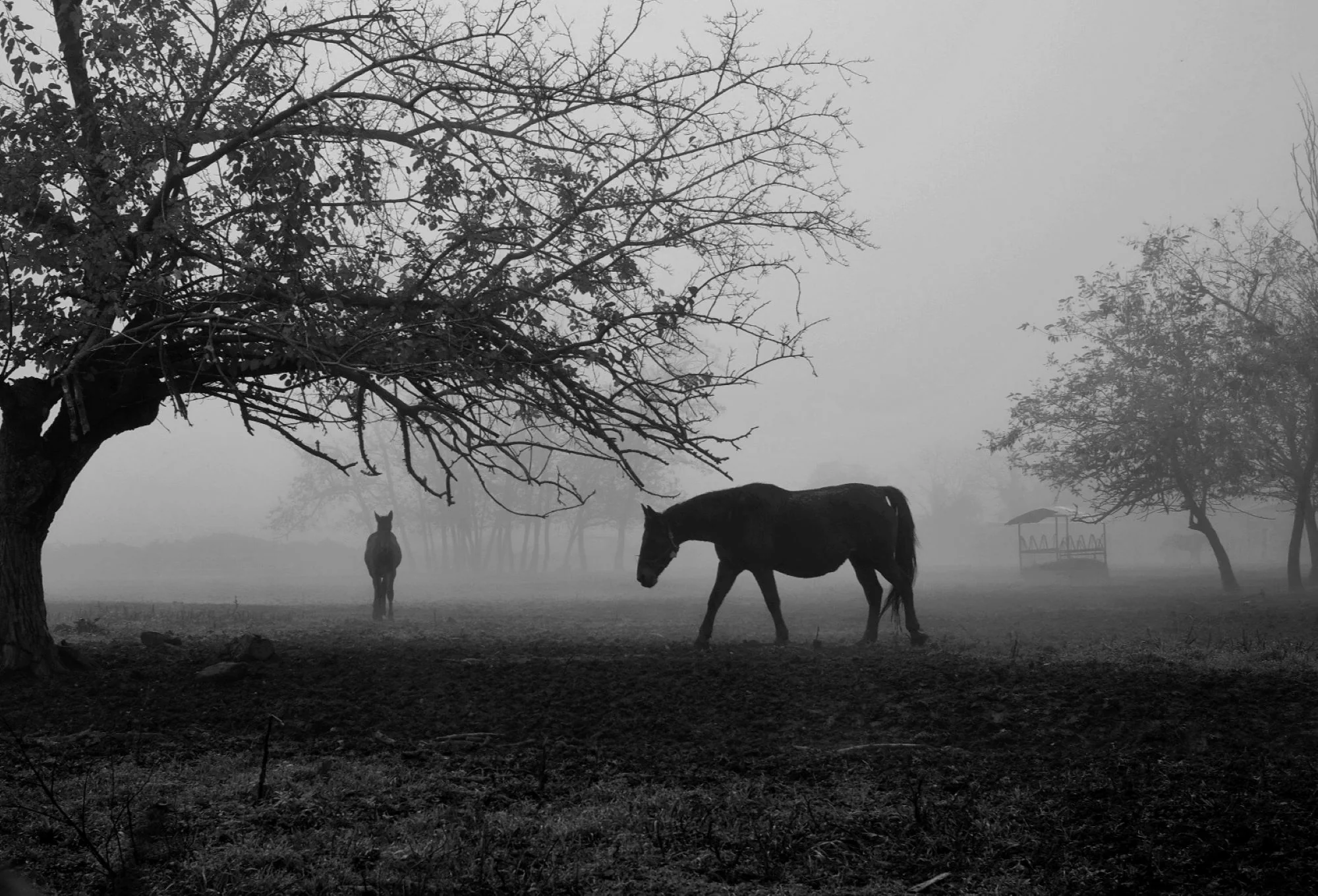 Peace, Catia Montagna (UK)