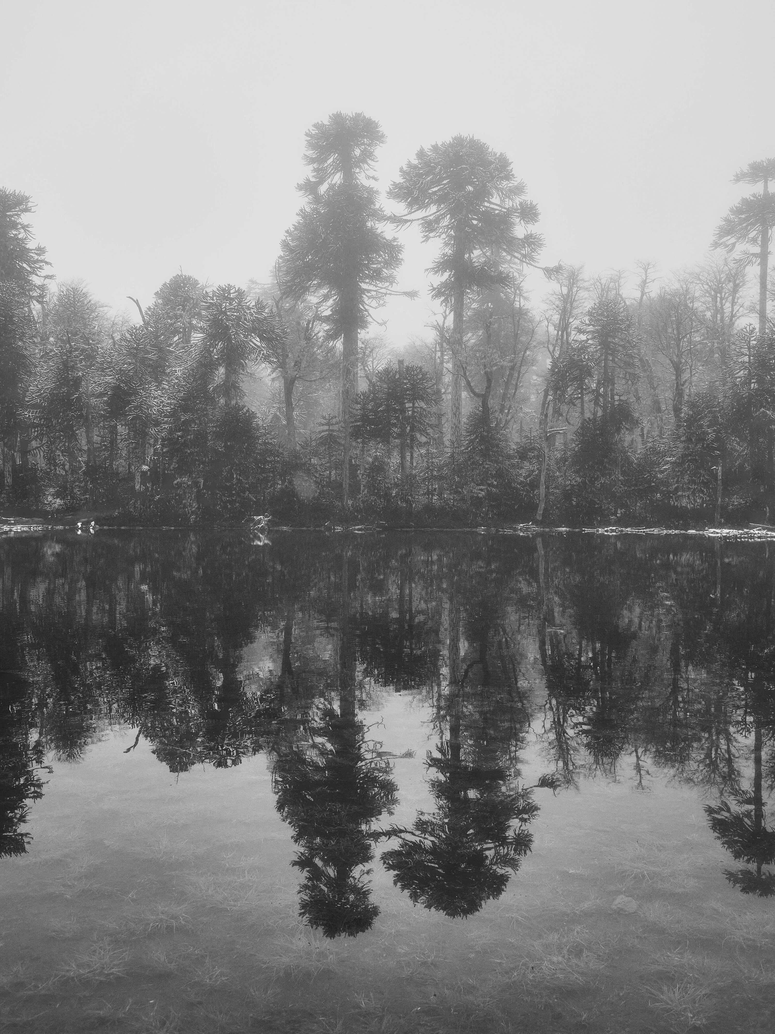 The Mysterious Araucaria Forest, Andreas Starke (Germany)