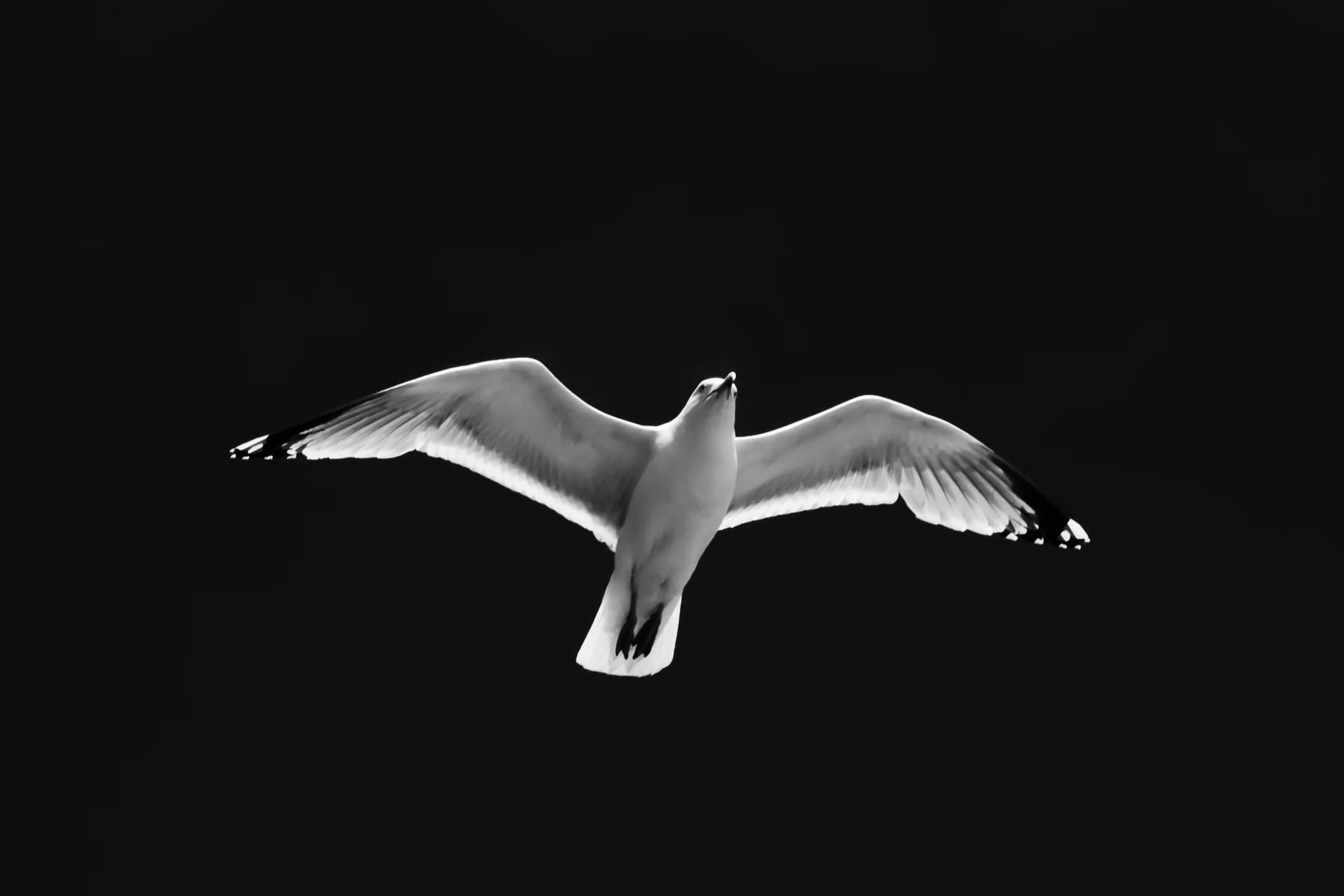 Gliding, Gordon Jenkinson (Scotland, UK)