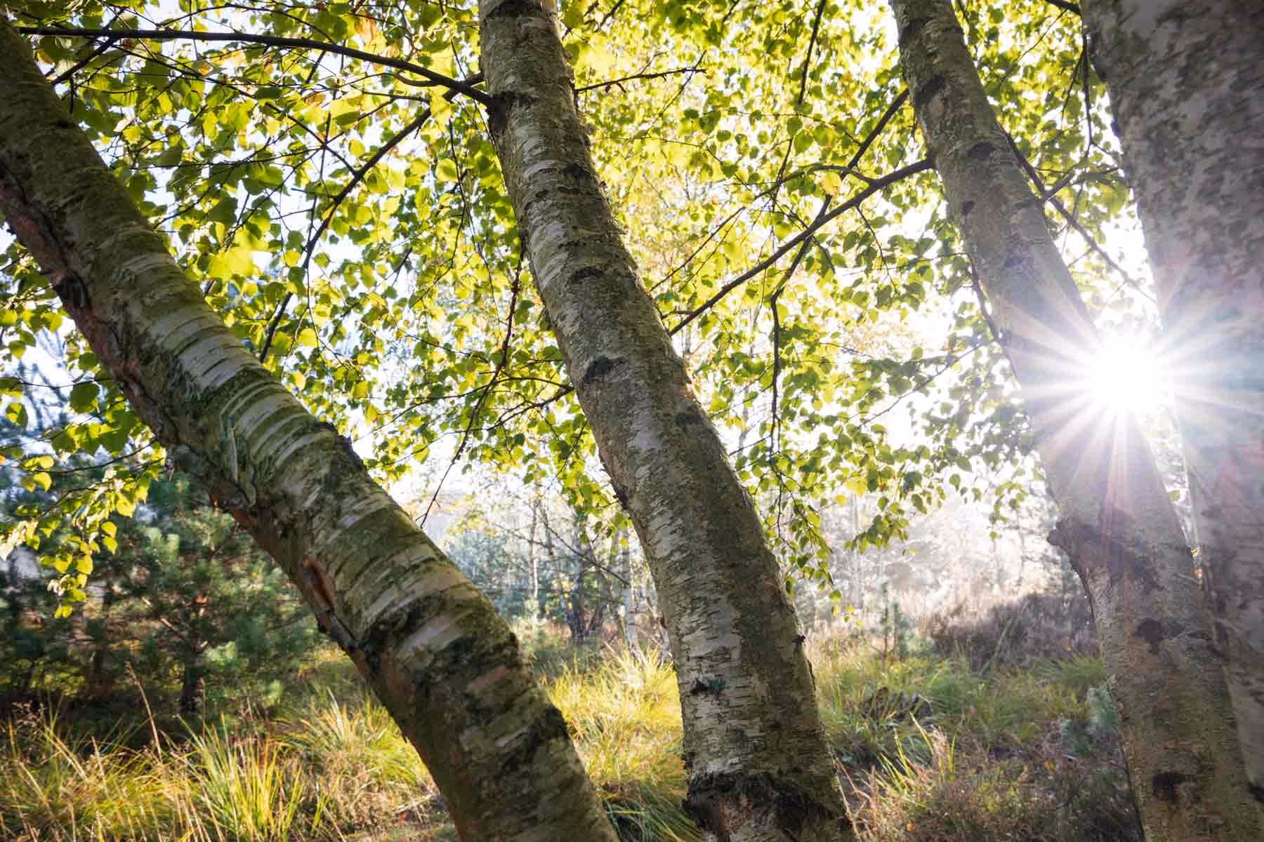 Sunlight streaming through birch trees in a forest