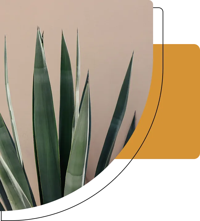 Sharp green leaves of a succulent plant against a beige wall with an overlaid orange rounded rectangle design.