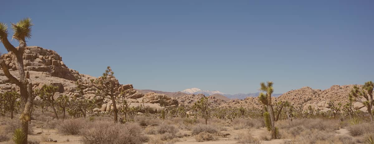 Desert landscape with Joshua trees, rocky hills, and snow-capped mountains under a clear blue sky.
