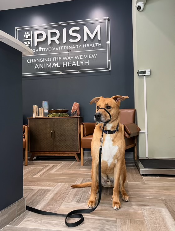 A happy dog receiving care inside Prism Integrative Veterinary Health, highlighting integrative approaches for holistic pet wellness.