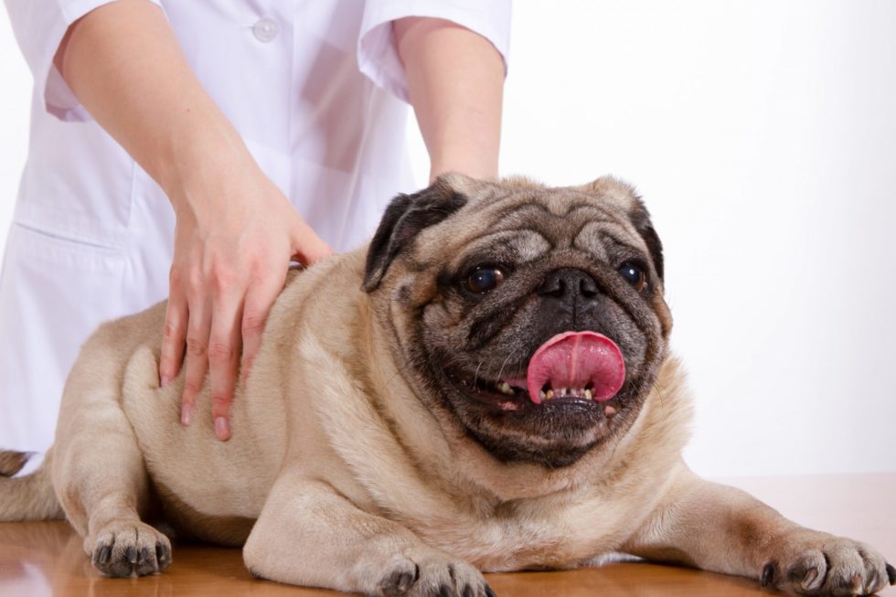 An adorable dog receives a gentle massage from a professional, part of alternative pet care services in NJ