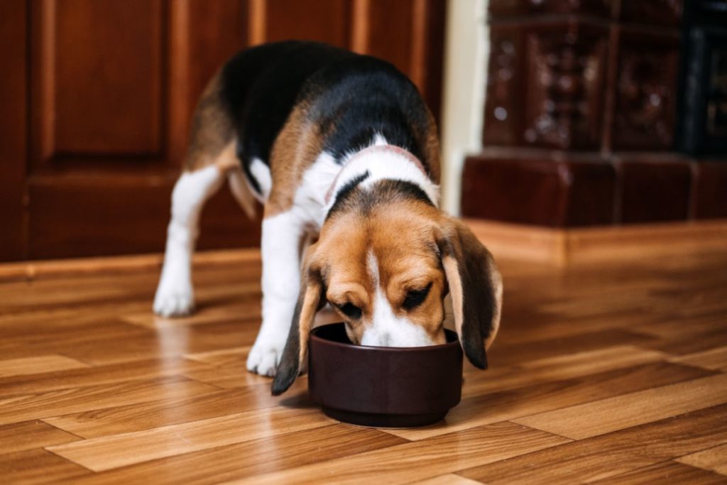 Dog enjoying holistic pet care with natural herbs and supplements