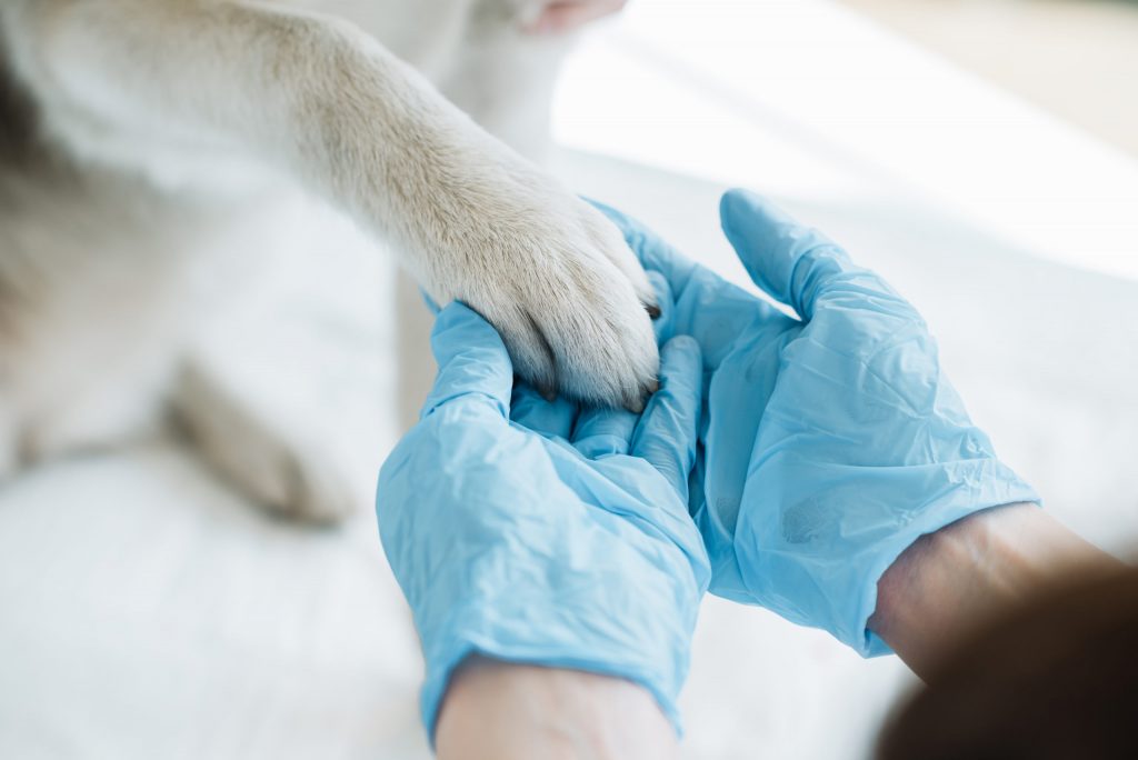 integrative veterinary practice New Jersey