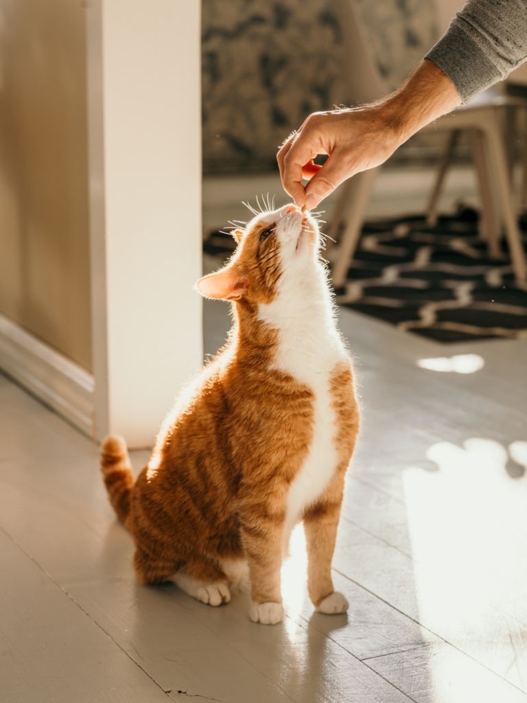 best holistic health practice for your cat