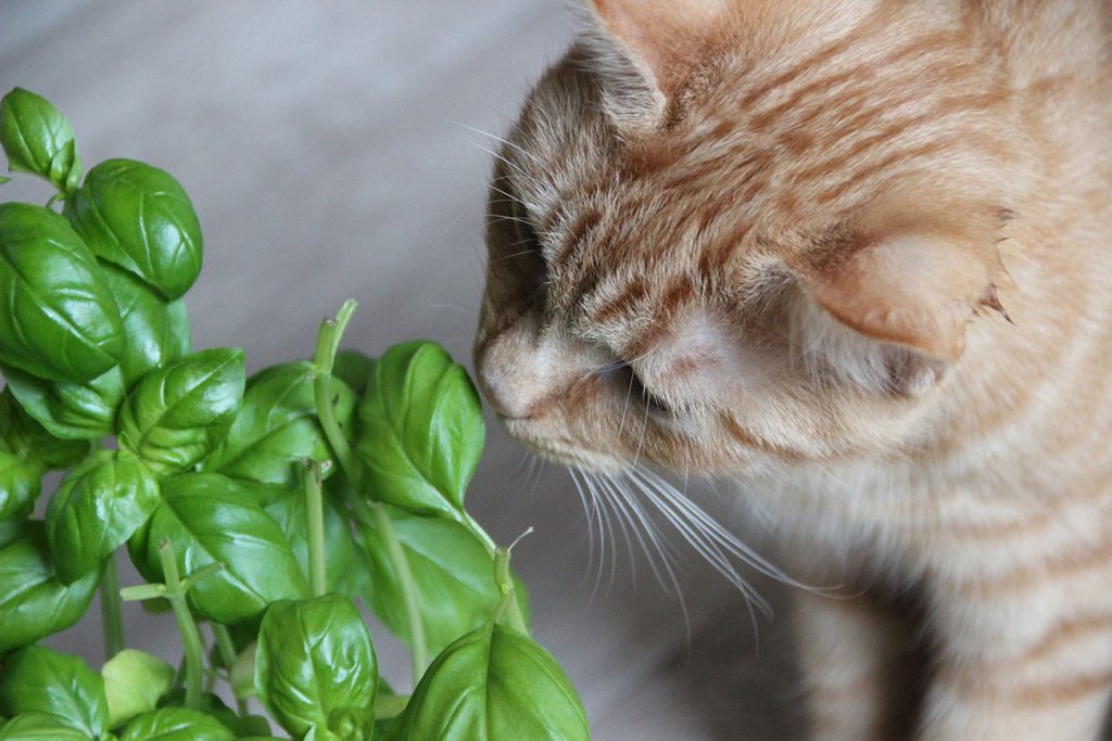 Integrative Nutrition